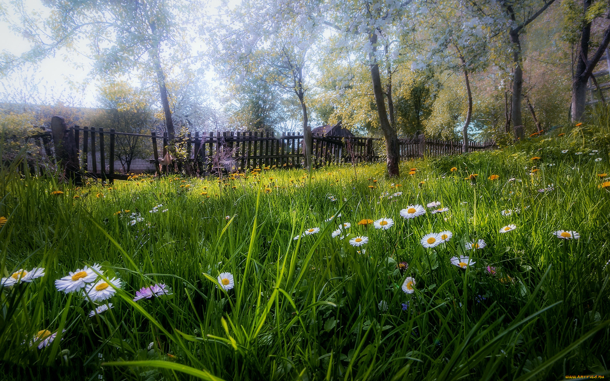 природа, луга, простор