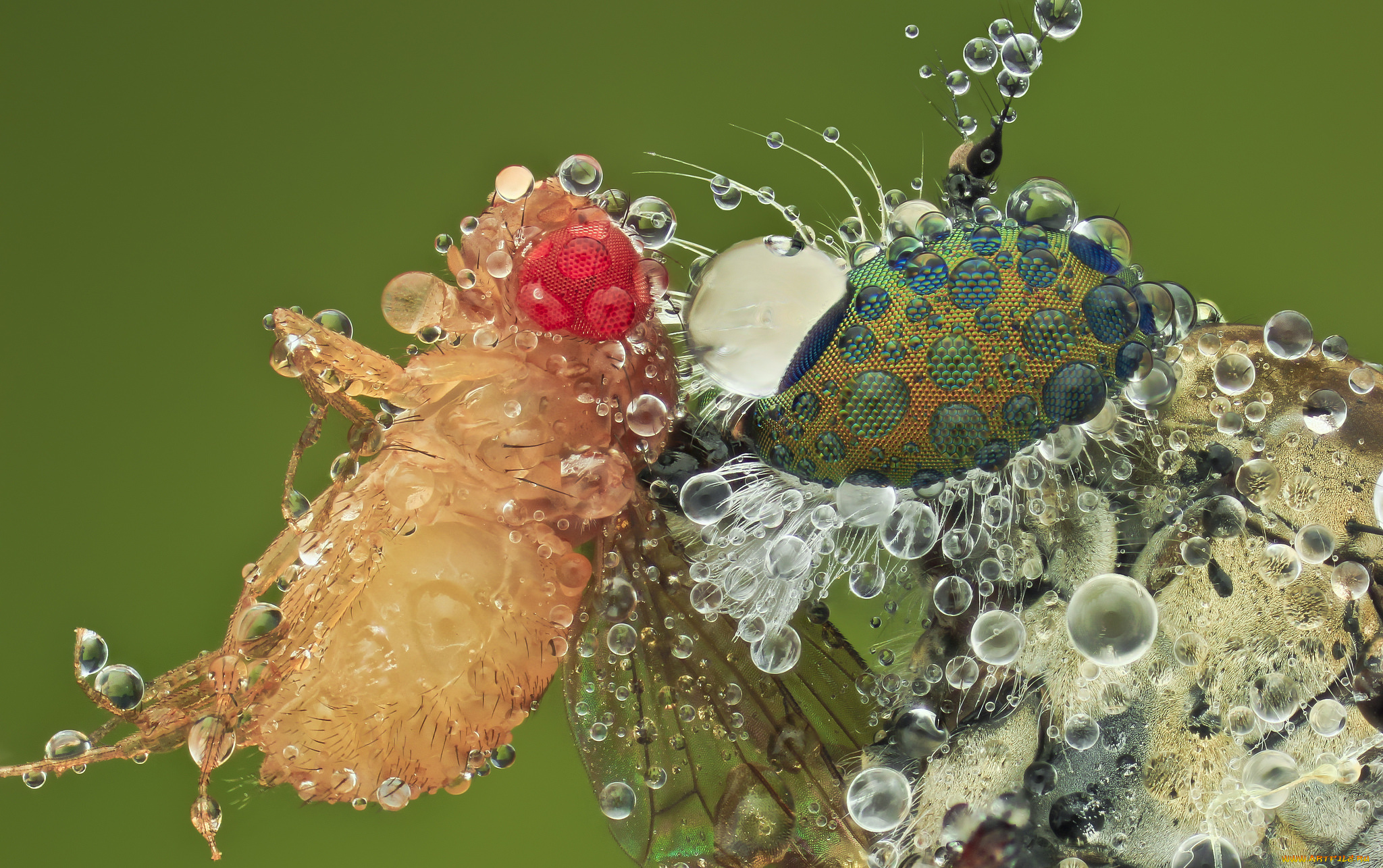 животные, насекомые, макро, насекомое, фон