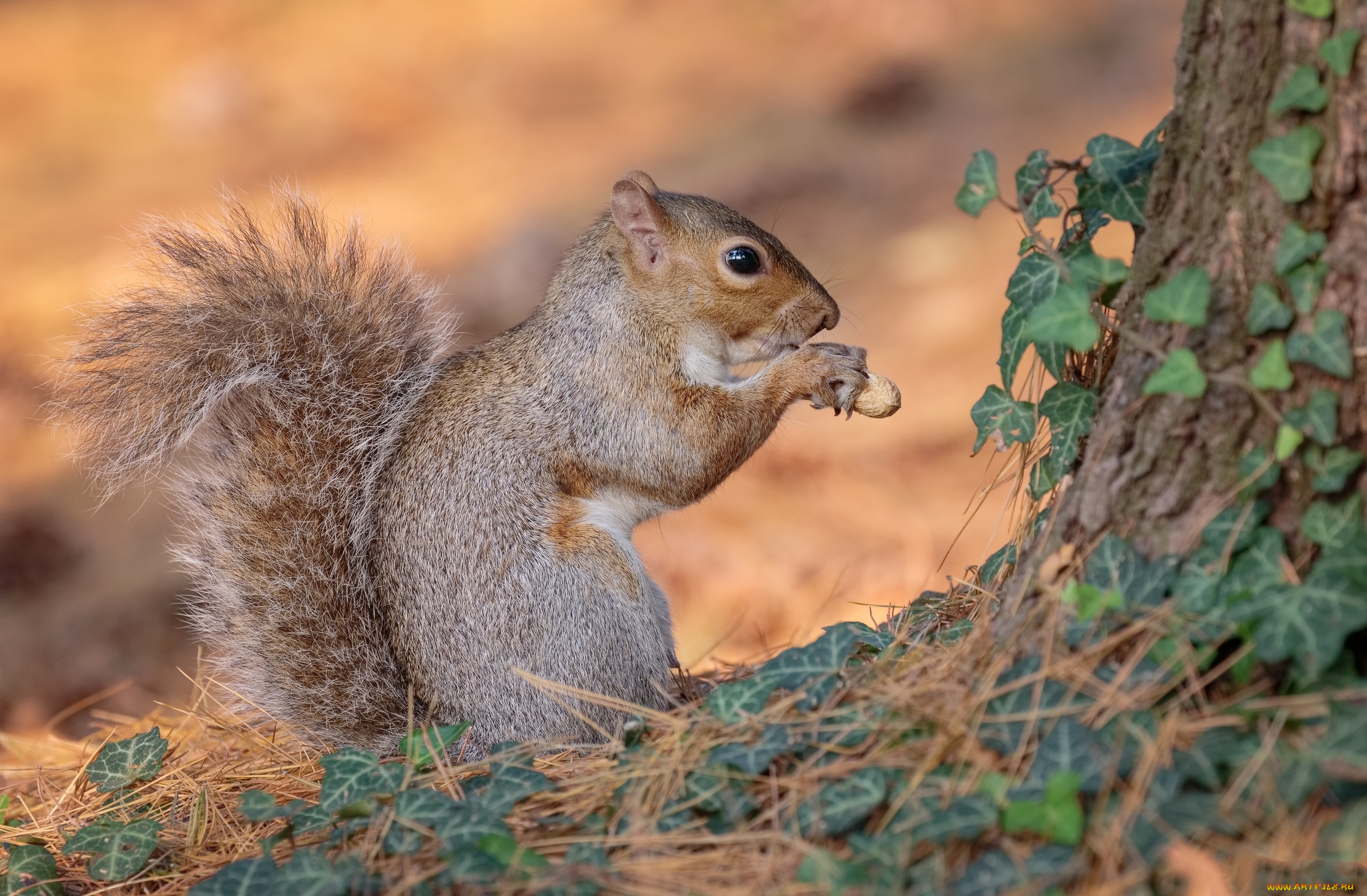 животные, белки, белка