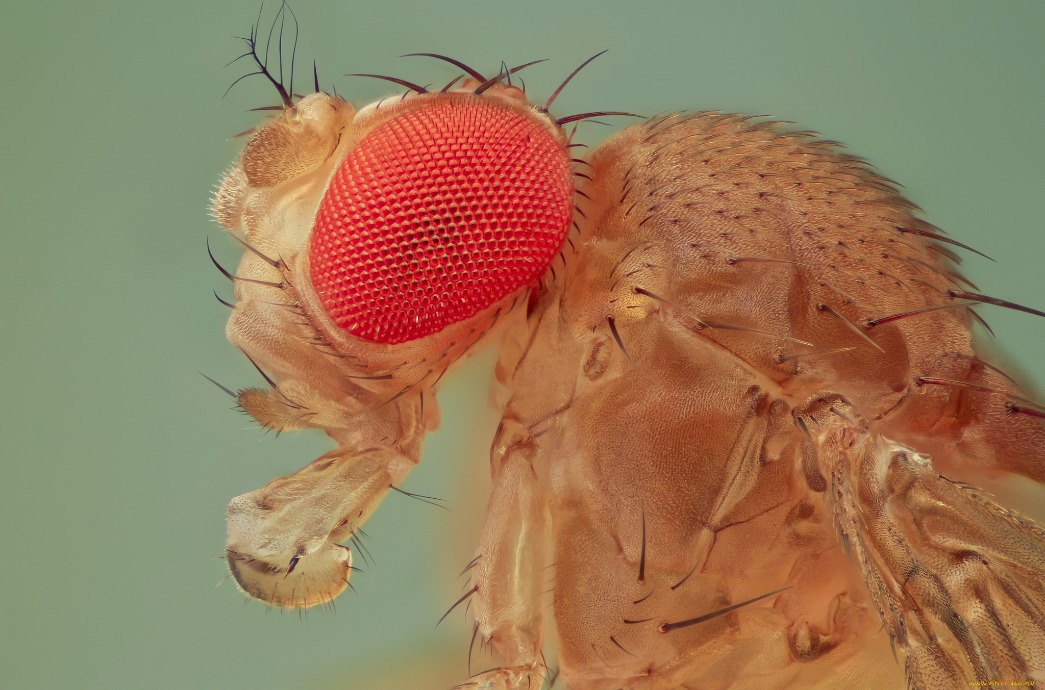 животные, насекомые, насекомое, фон, макро