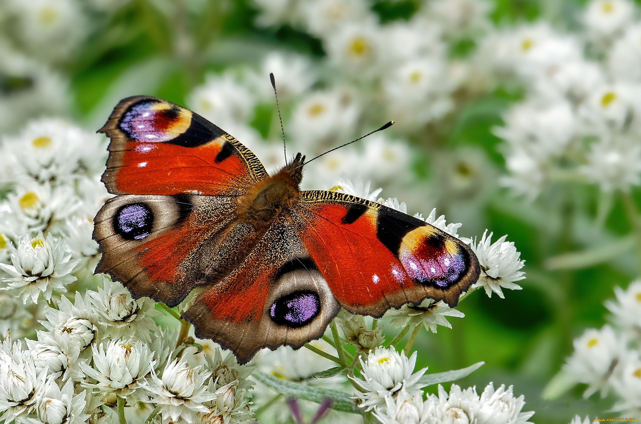 животные, бабочки, , мотыльки, , моли, бабочка