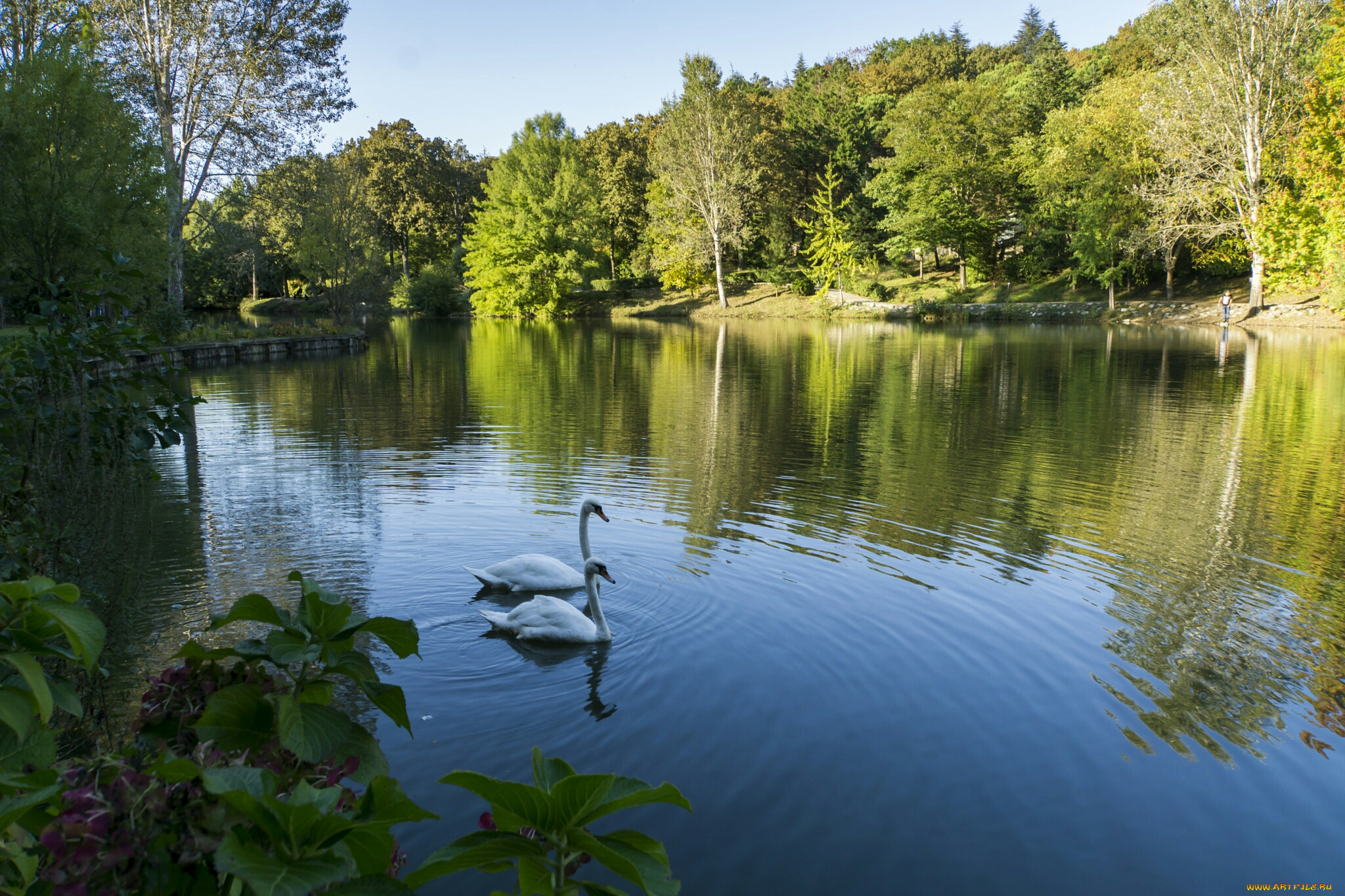 лебеди, животные, природа, озеро, птицы, белые, вода