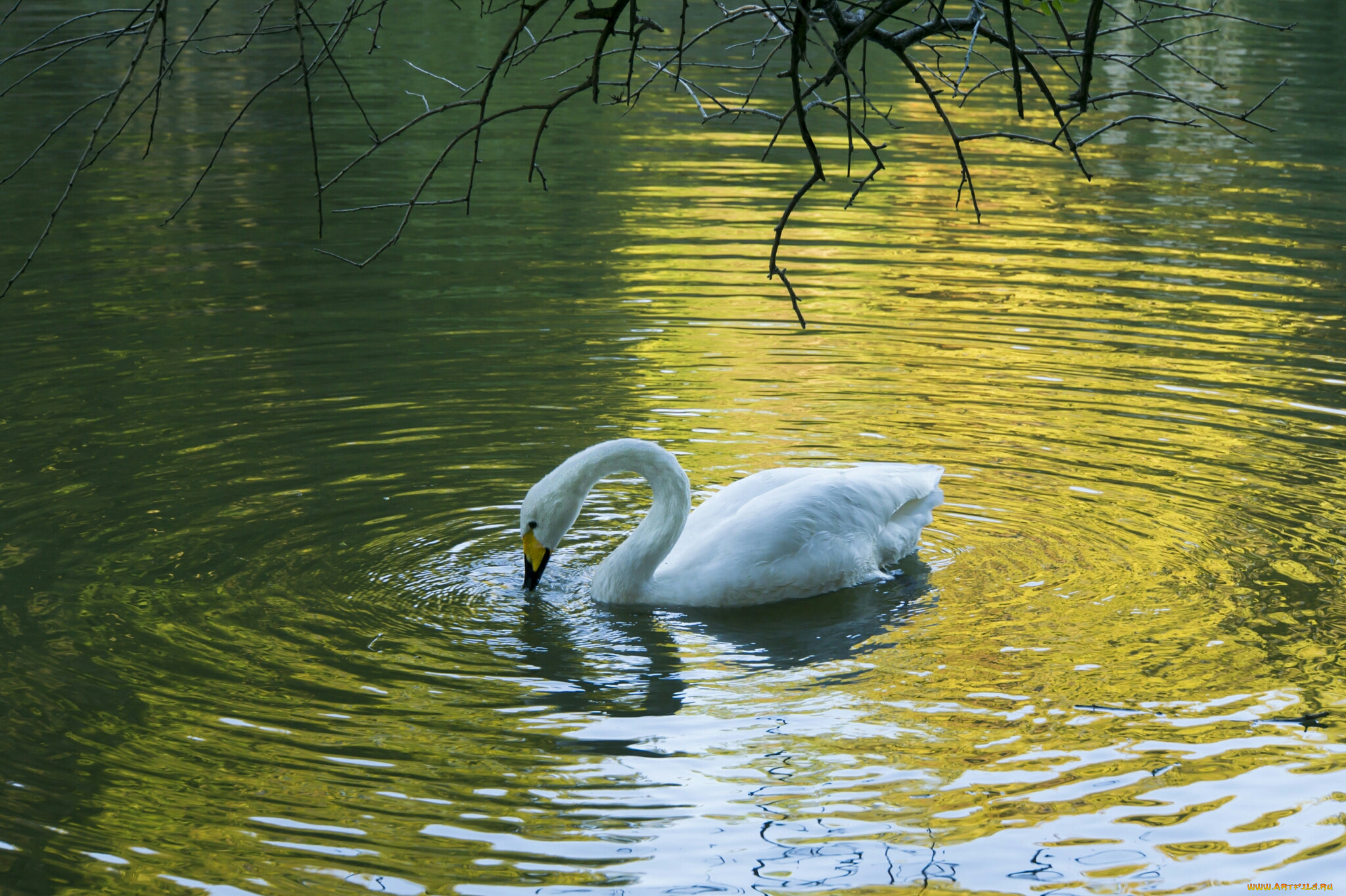 лебеди, животные, вода, белый, лебедь