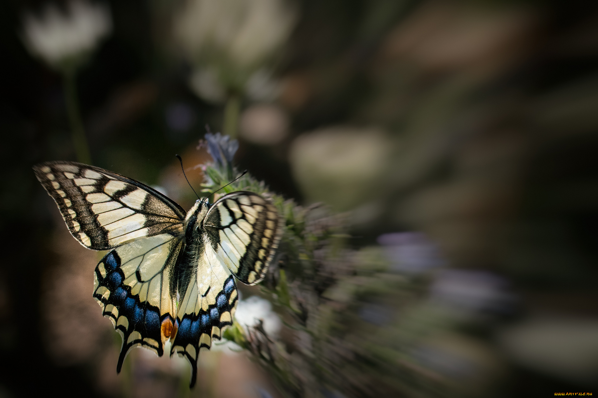 животные, бабочки, , мотыльки, , моли, бабочка