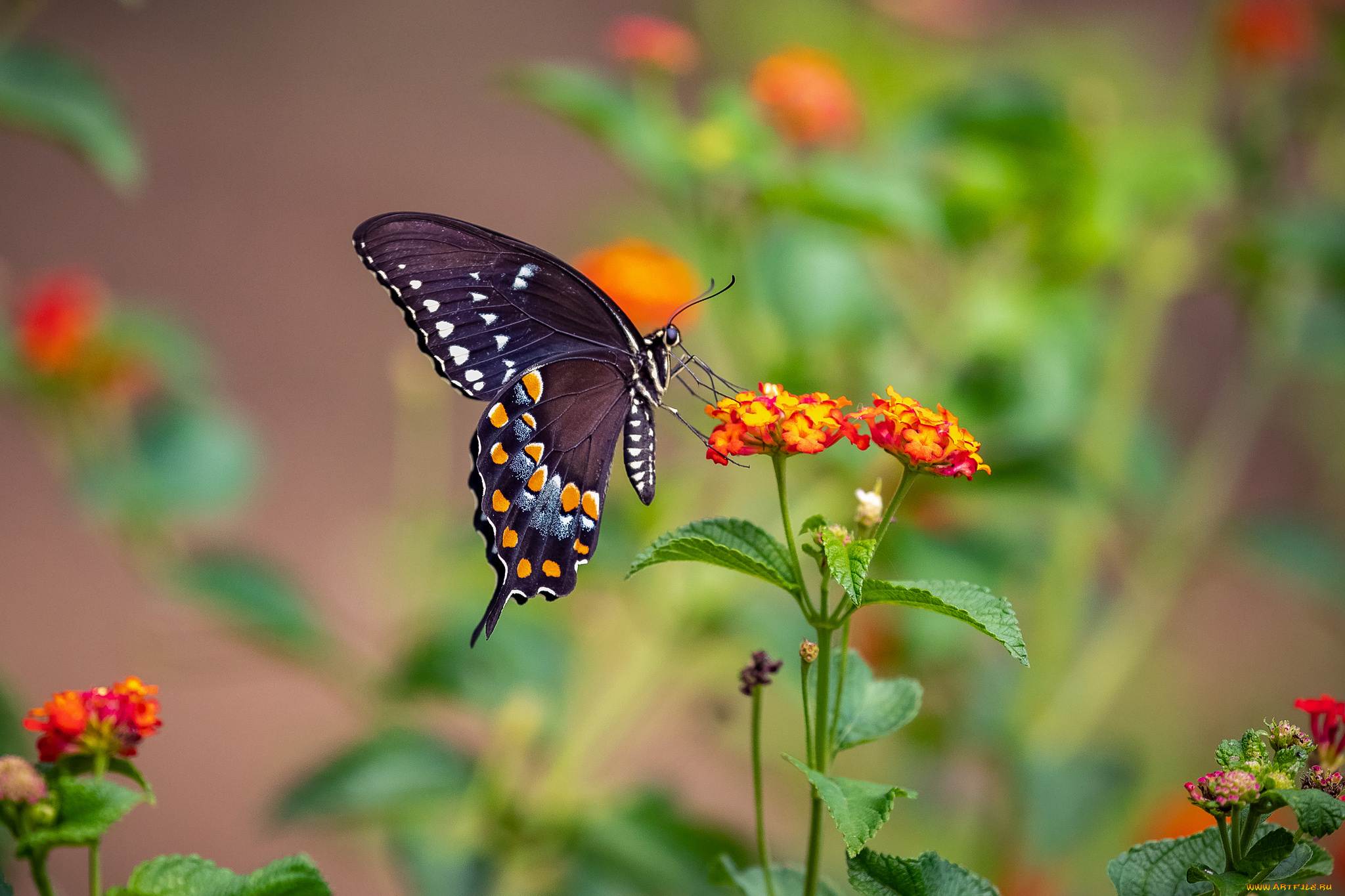 животные, бабочки, , мотыльки, , моли, бабочка