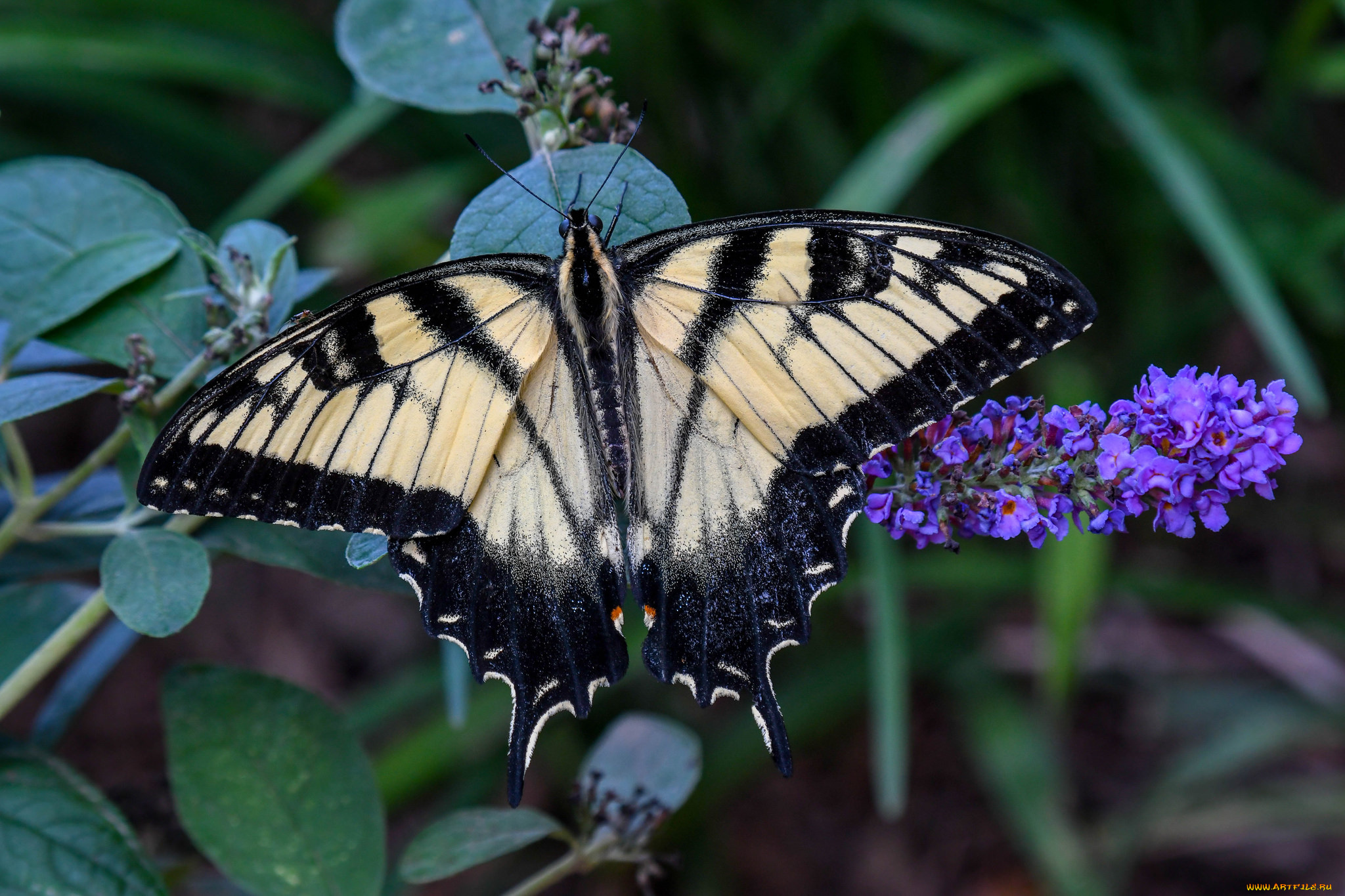 животные, бабочки, , мотыльки, , моли, бабочка