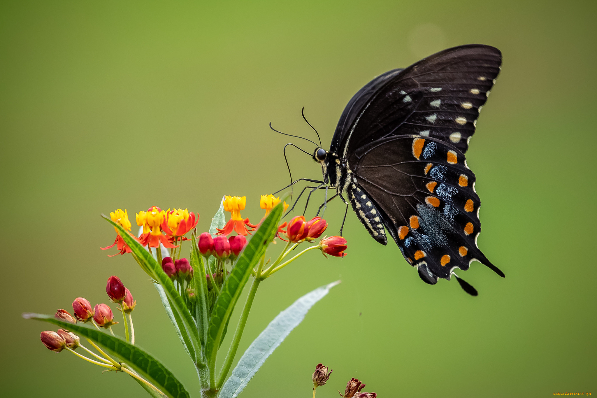 животные, бабочки, , мотыльки, , моли, бабочка