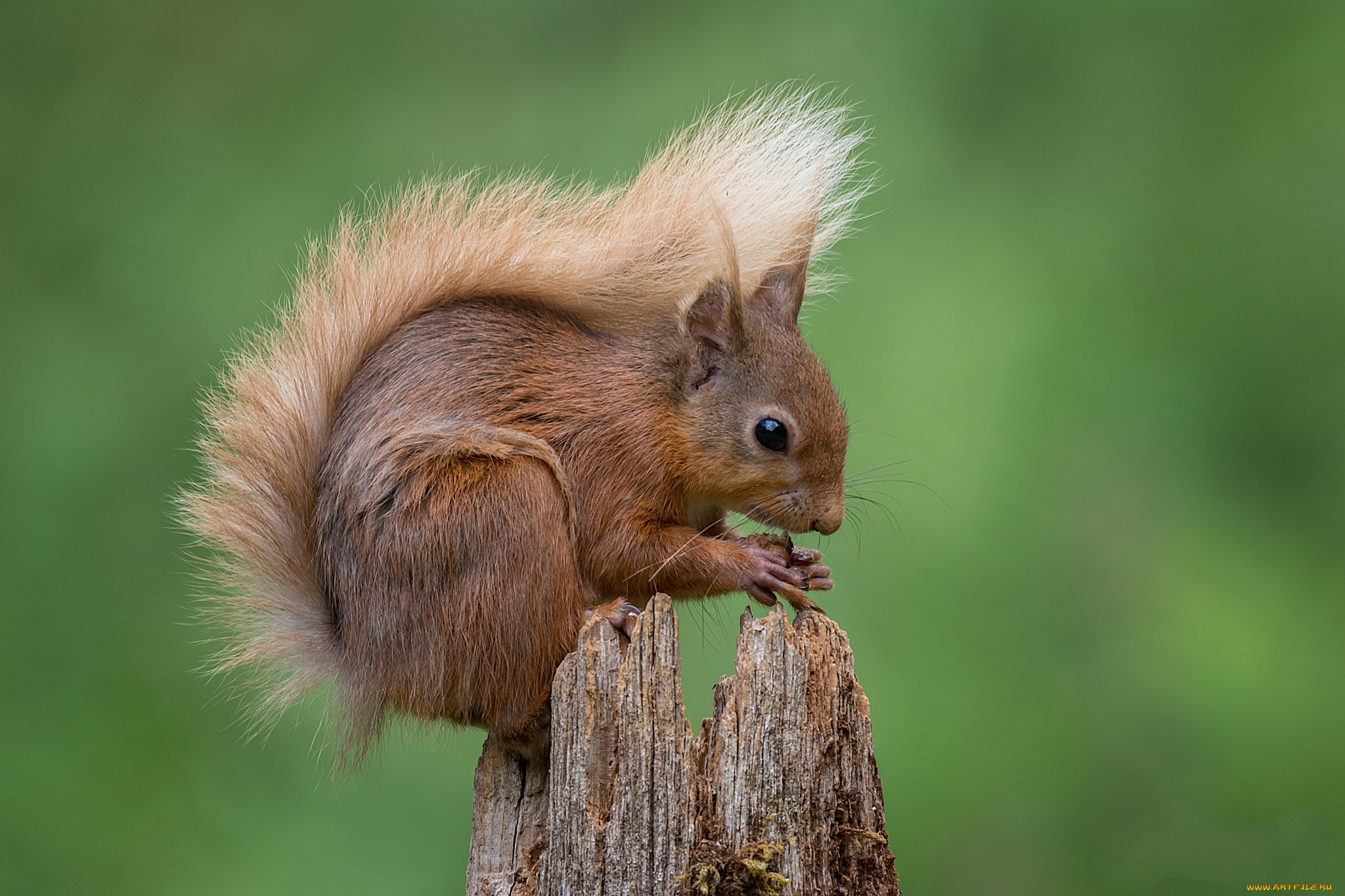 животные, белки, белка