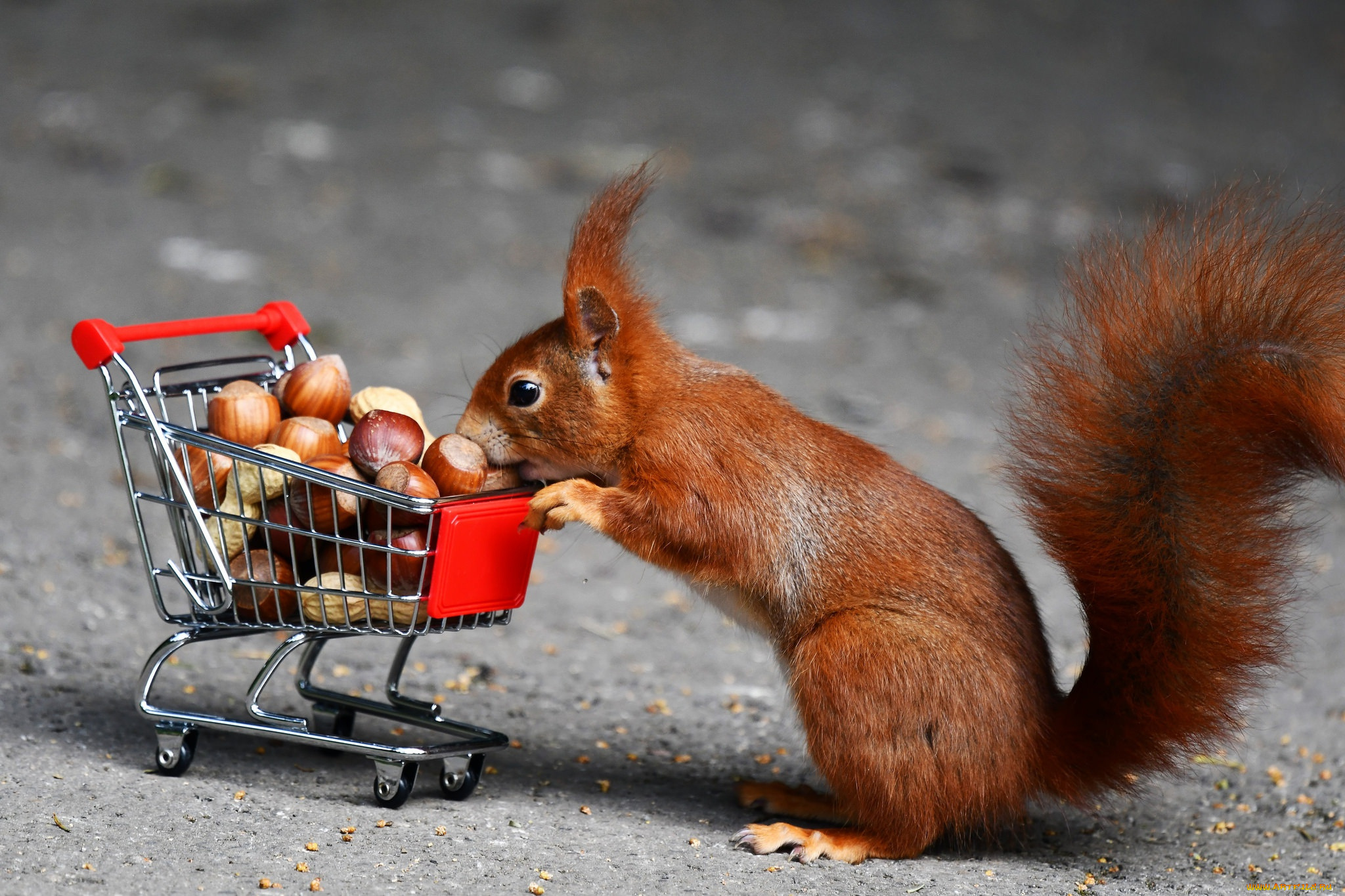 животные, белки, орехи, тележка, белка