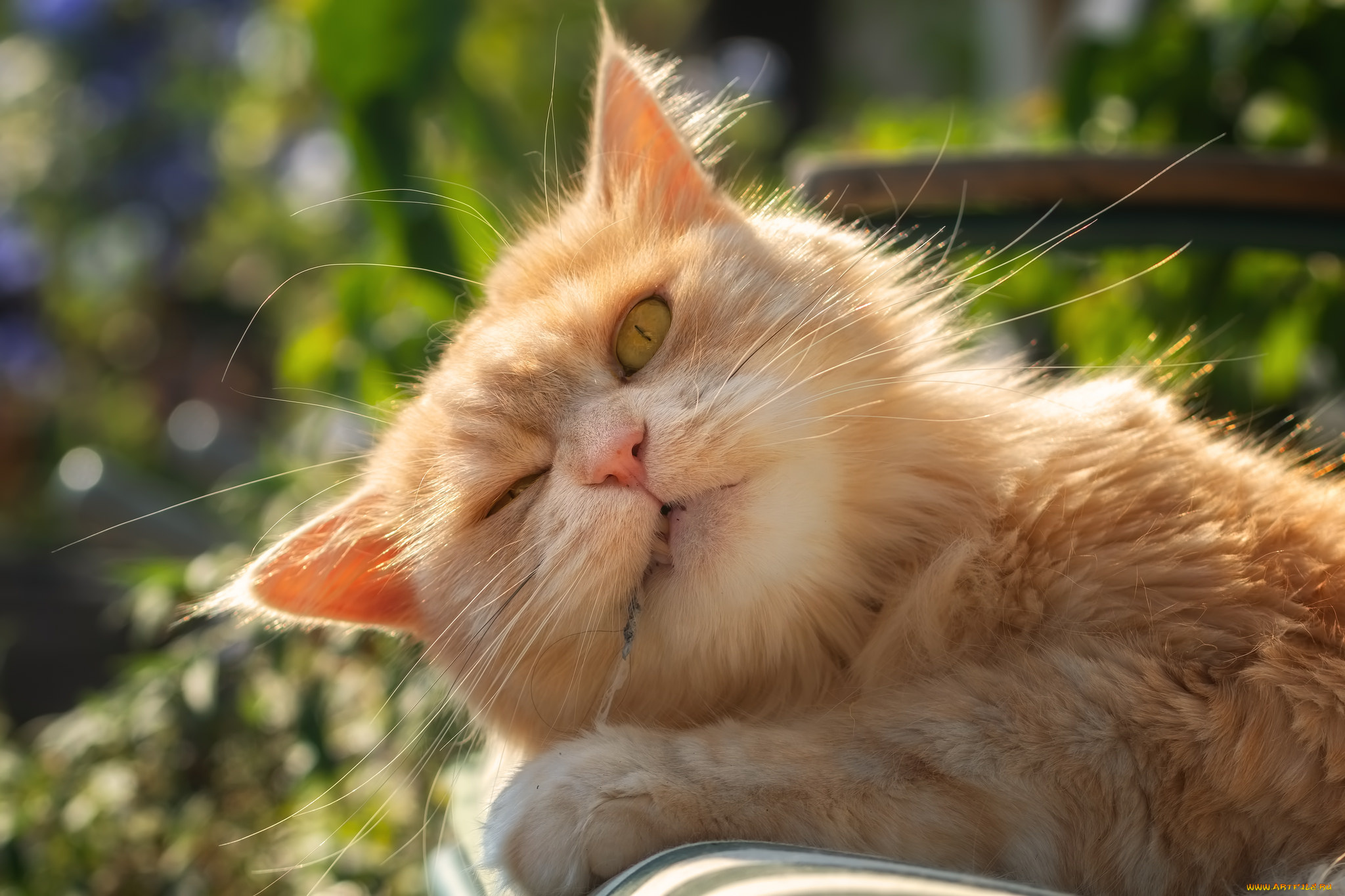 животные, коты, кот