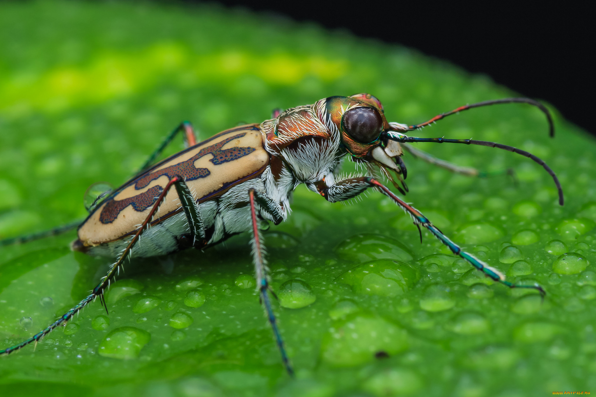 животные, насекомые, насекомое, макро, фон