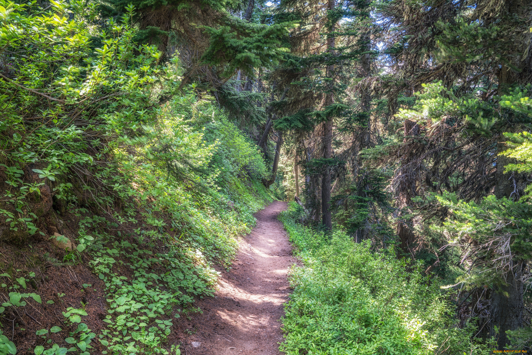 природа, лес, простор