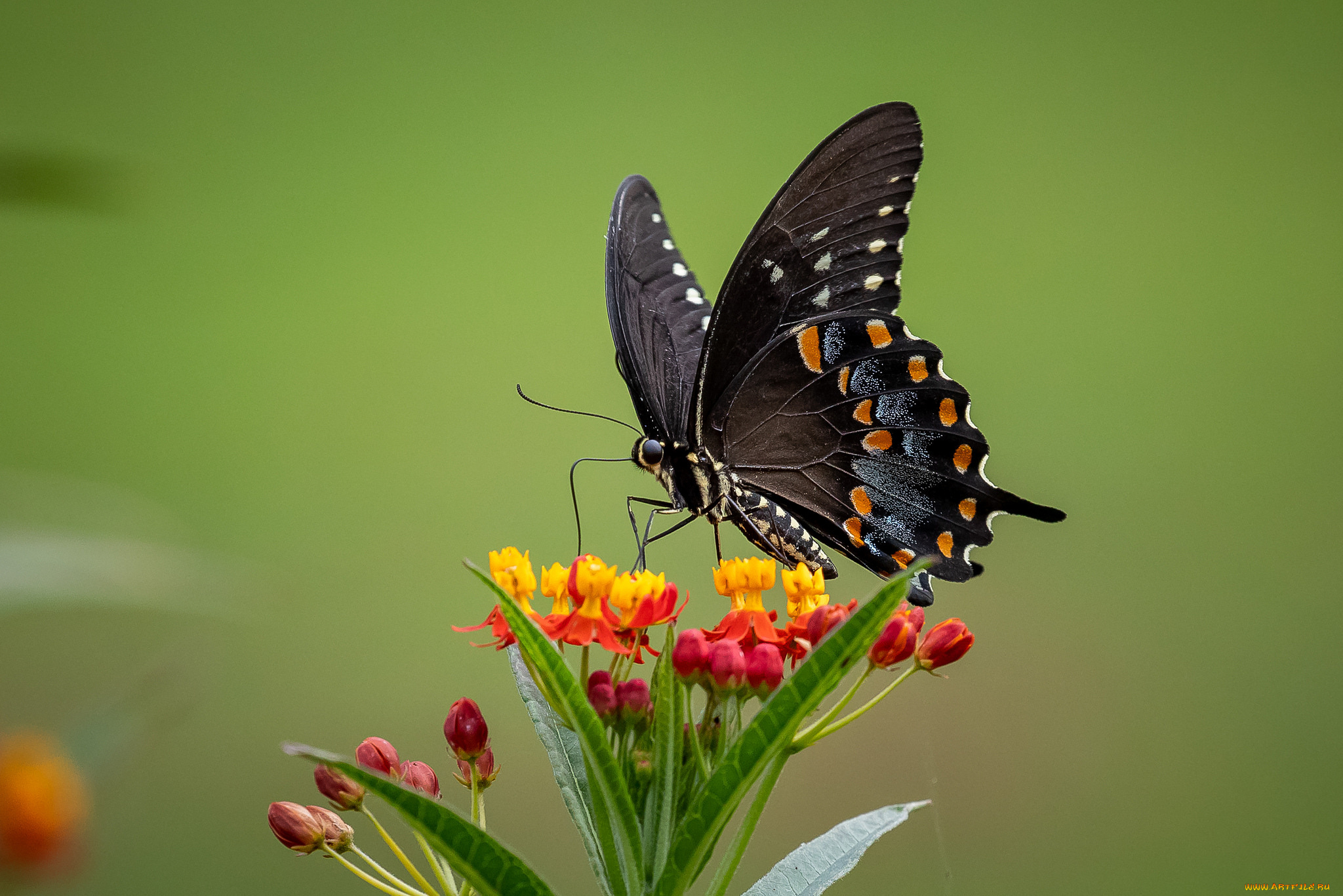животные, бабочки, , мотыльки, , моли, бабочка