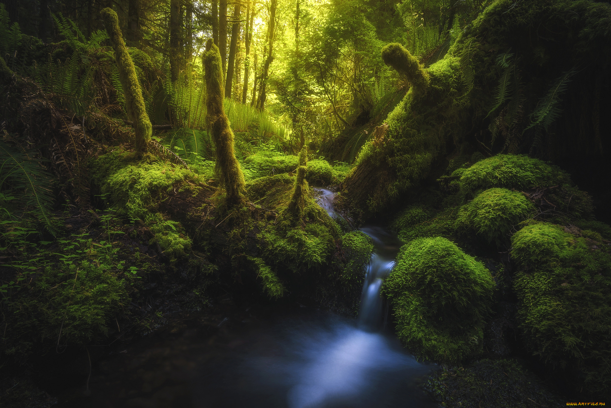 природа, лес, простор