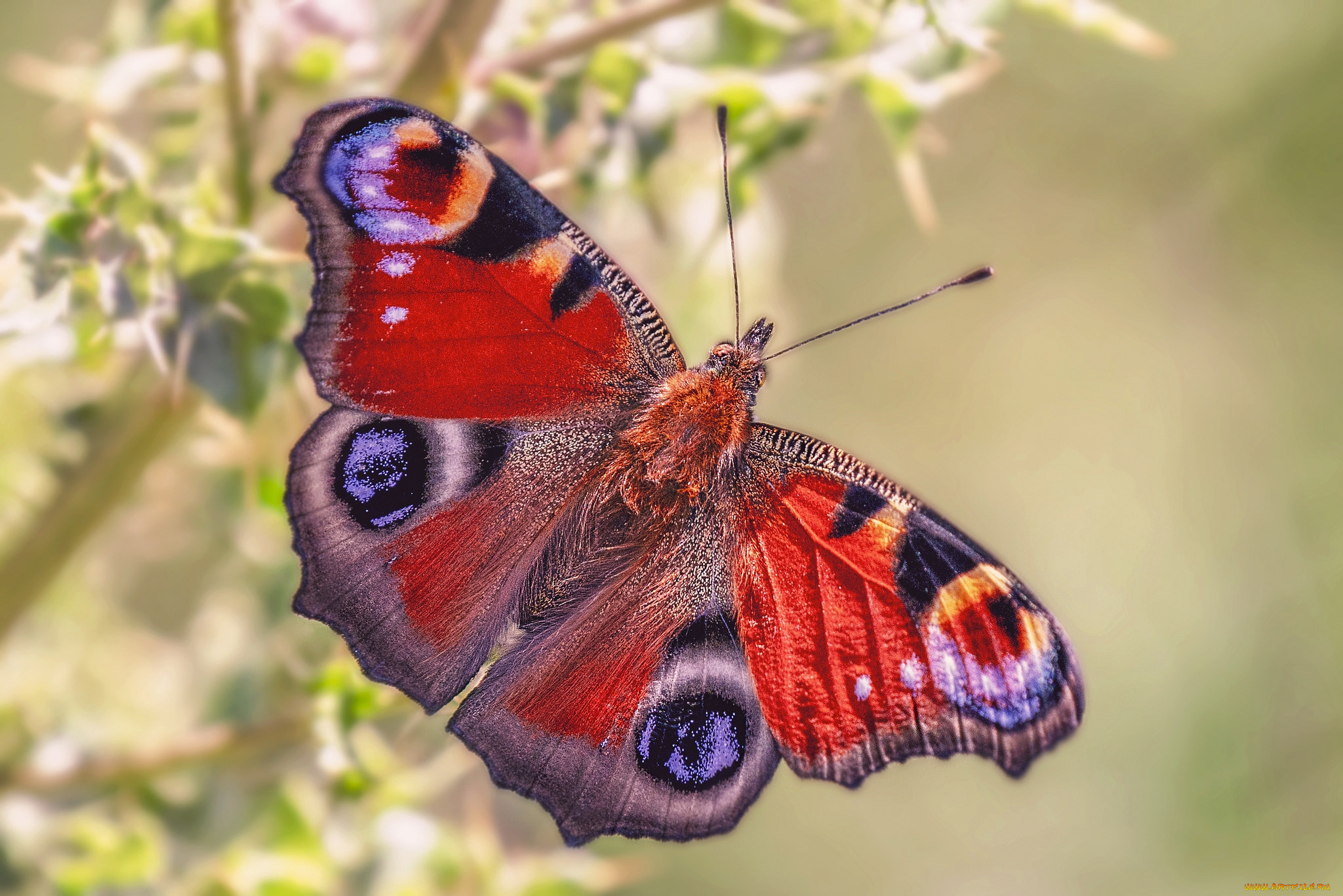 животные, бабочки, , мотыльки, , моли, бабочка