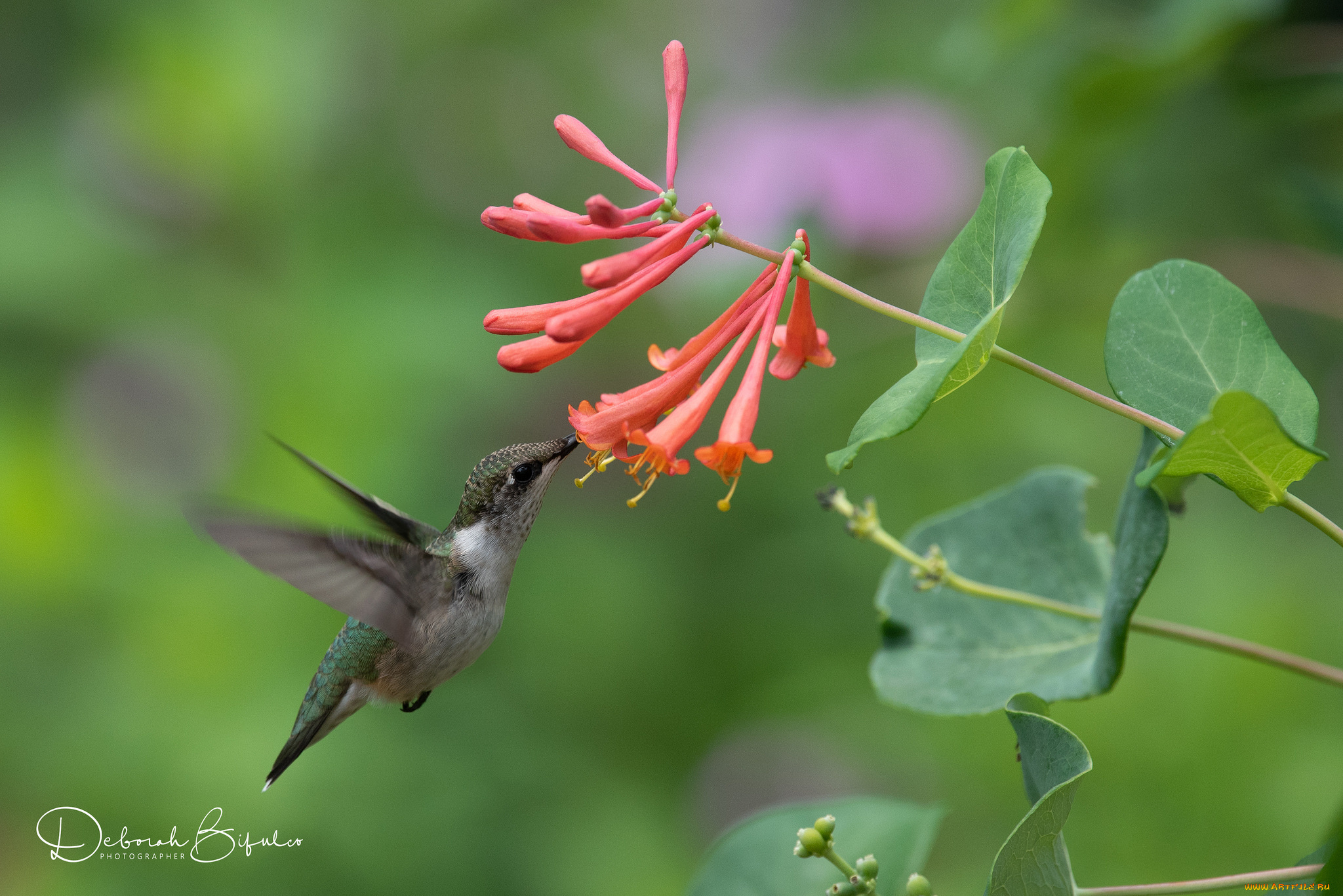 животные, колибри, птичка