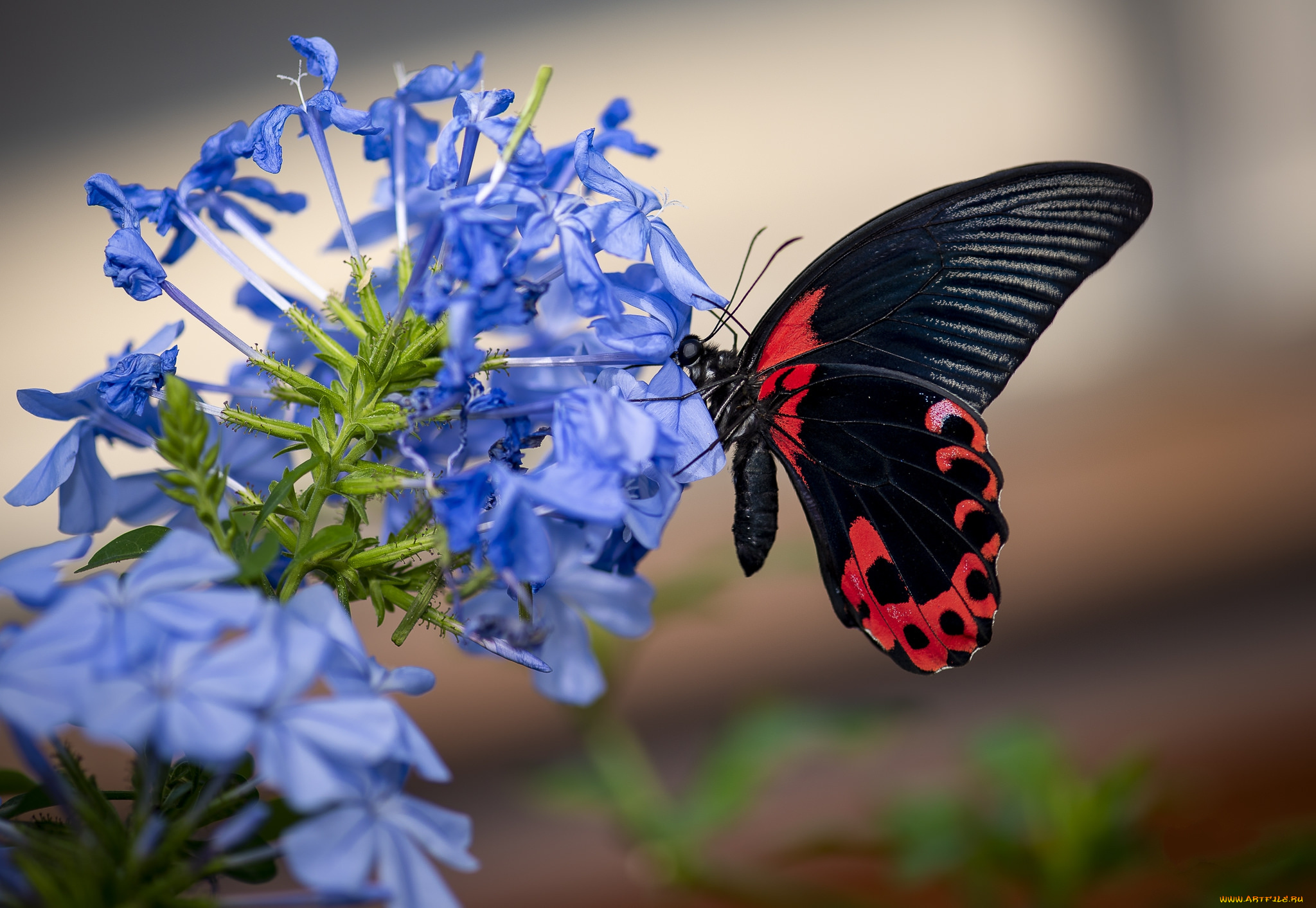 животные, бабочки, , мотыльки, , моли, бабочка