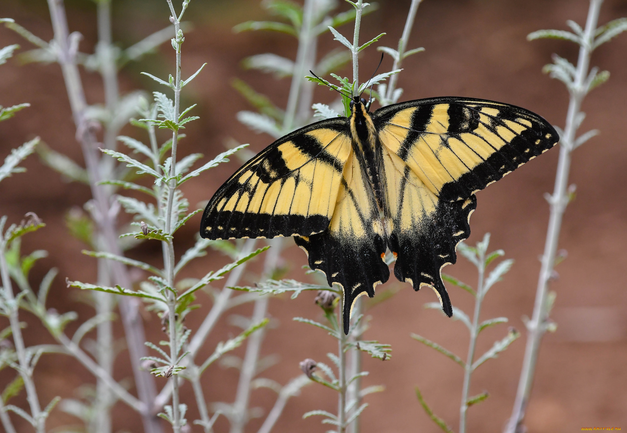 животные, бабочки, , мотыльки, , моли, бабочка