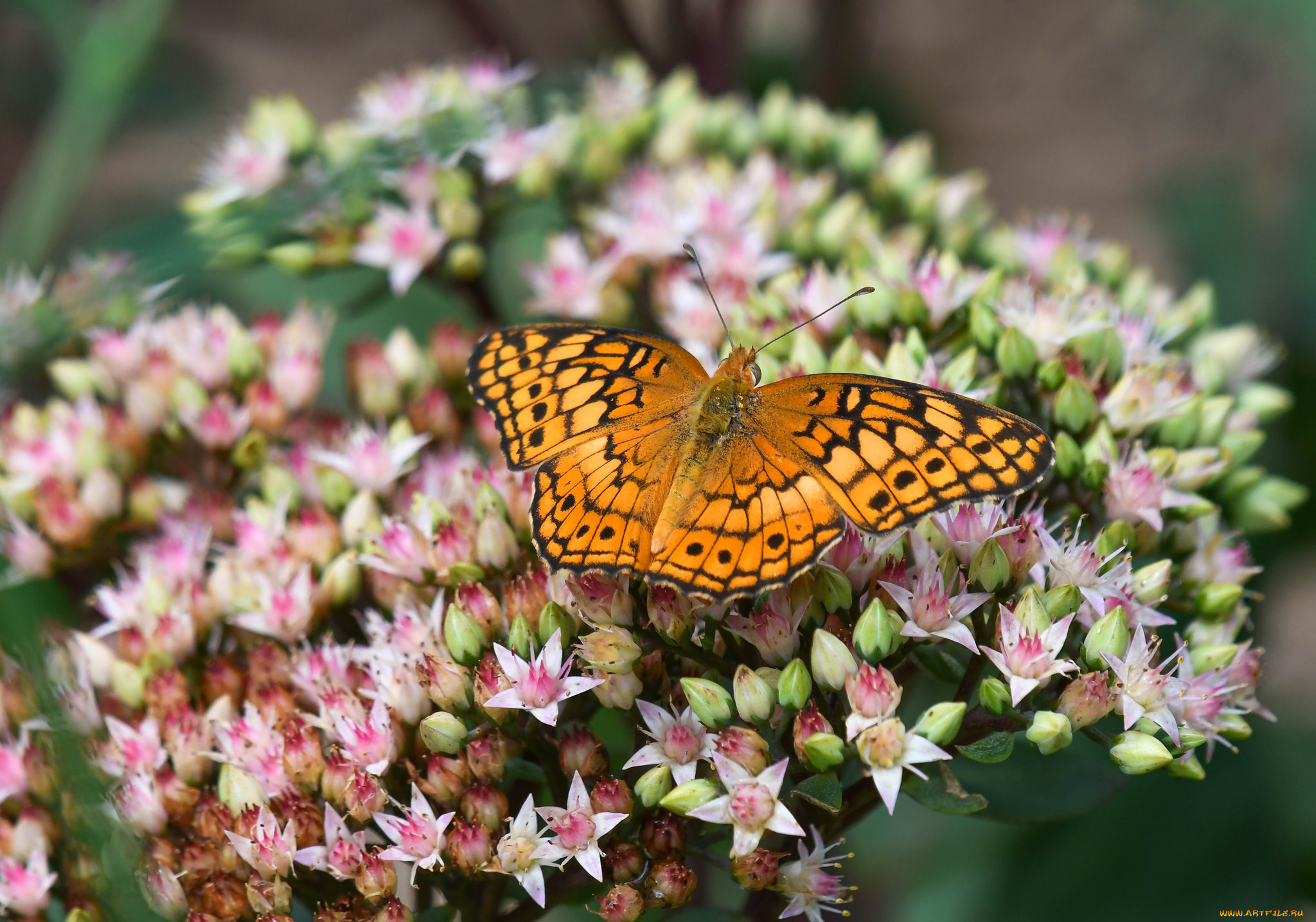 животные, бабочки, , мотыльки, , моли, бабочка