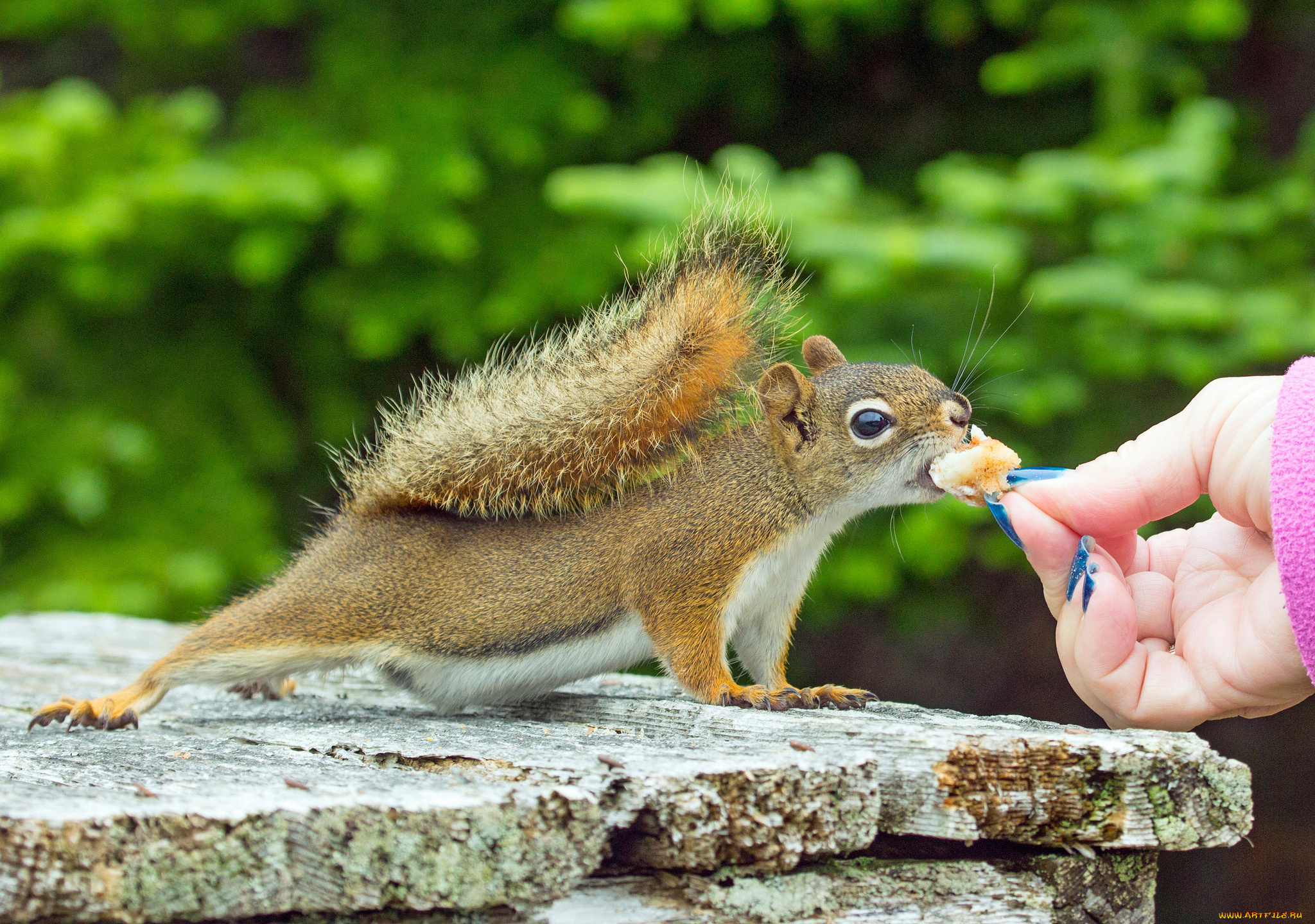 животные, белки, белка