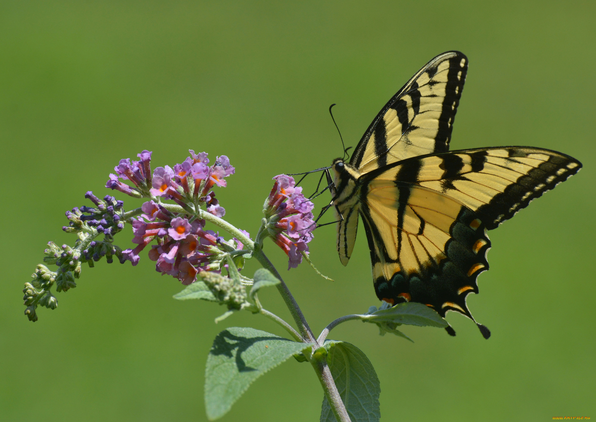 животные, бабочки, , мотыльки, , моли, бабочка