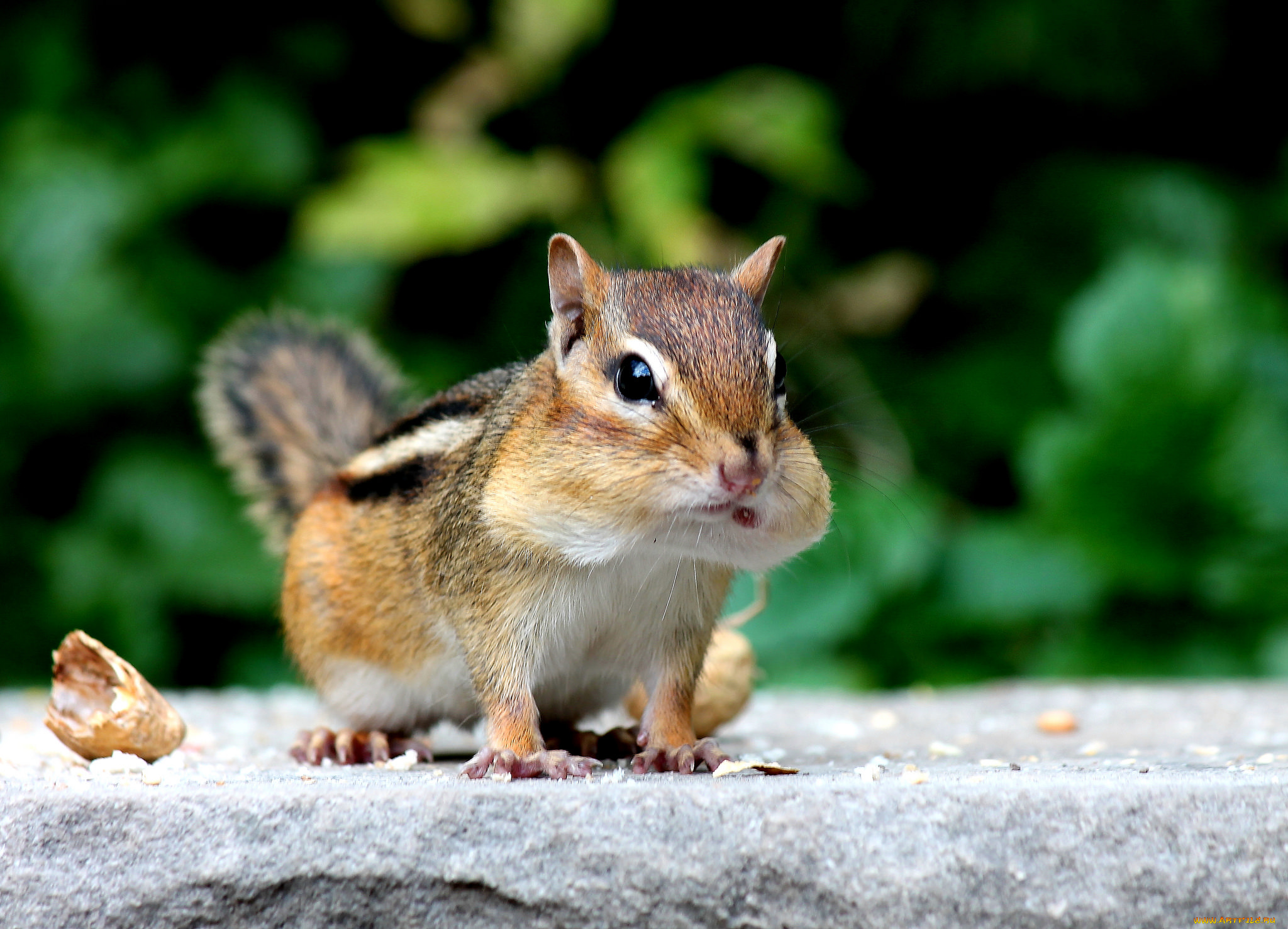 животные, бурундуки, белка