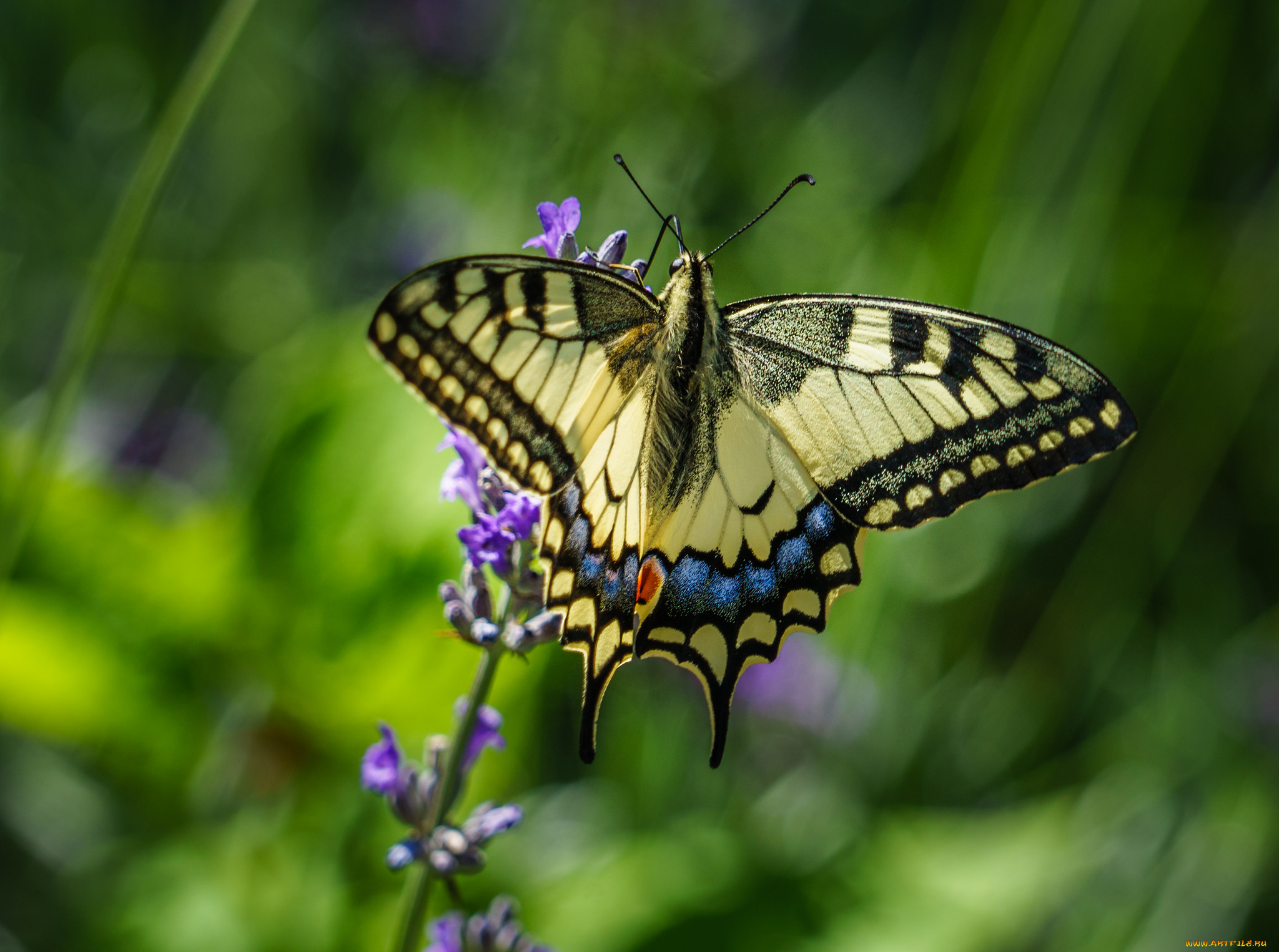 животные, бабочки, , мотыльки, , моли, бабочка