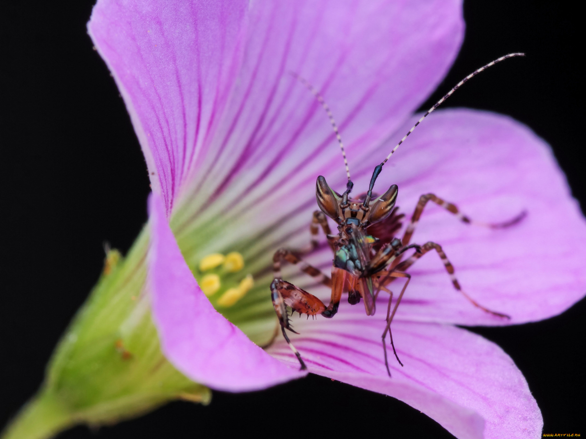 животные, богомолы, насекомое, фон, макро