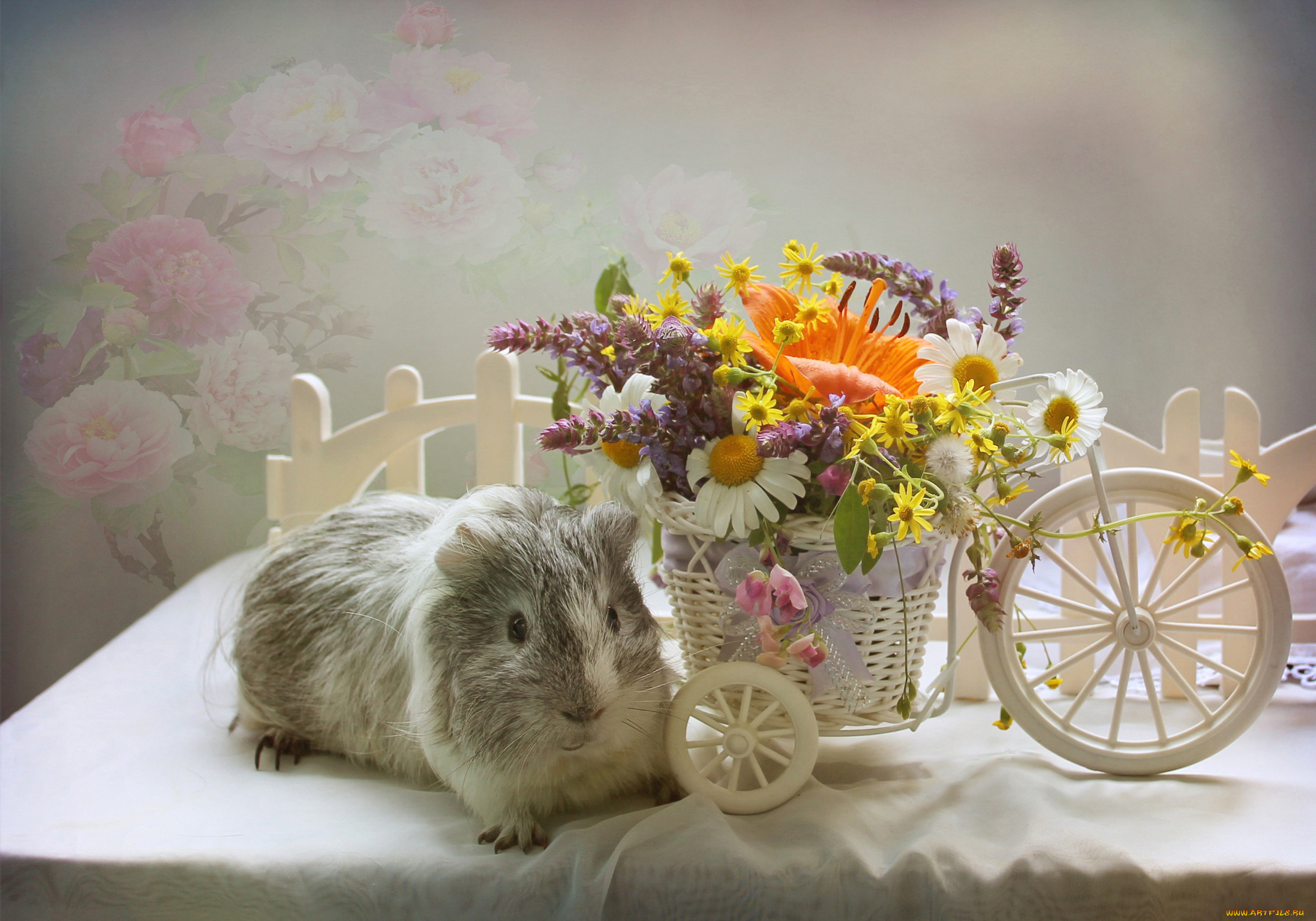 животные, морские, свинки, , хомяки, цветы, стол, морская, свинка