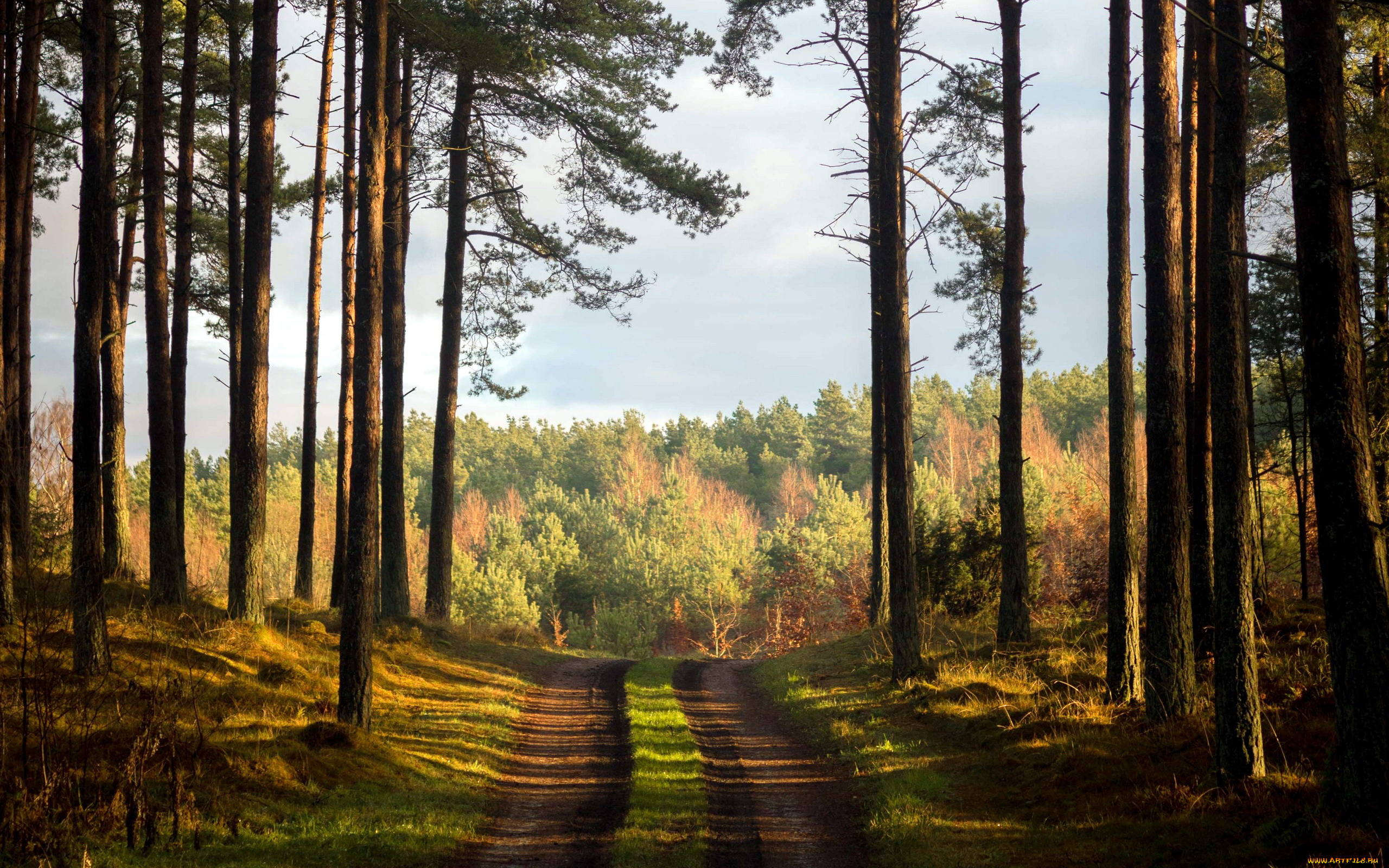 природа, дороги, дорога, лесная