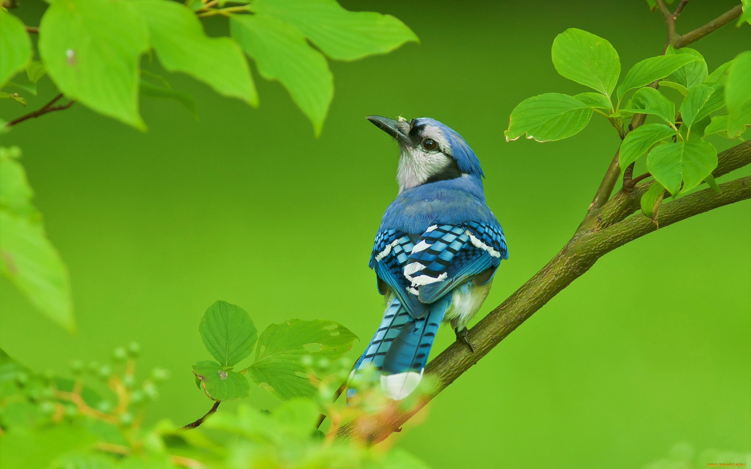 животные, сойки, дерево, ветки, птица