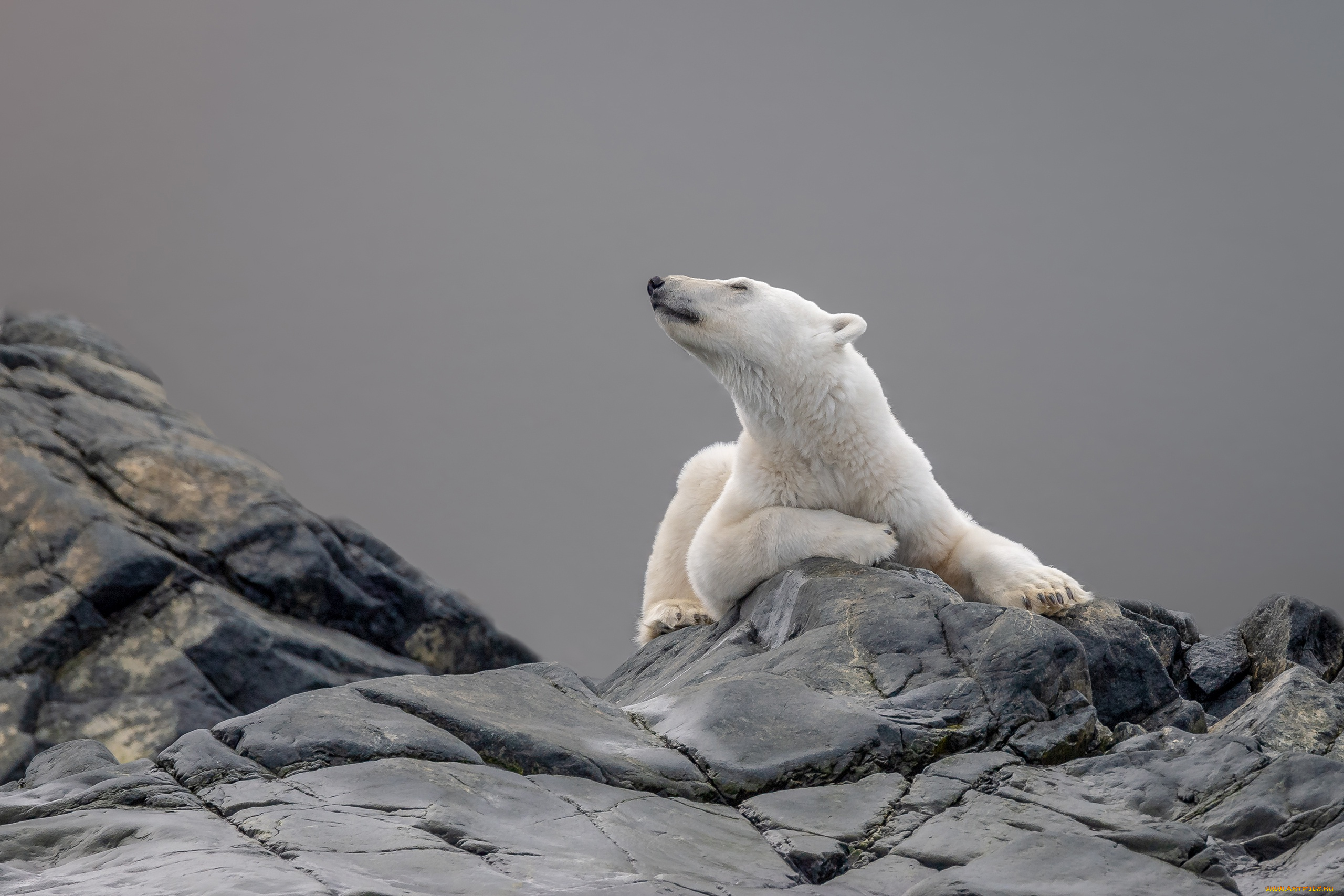 животные, медведи, взгляд, морда, поза, камни, серый, фон, медведь, лежит, белый