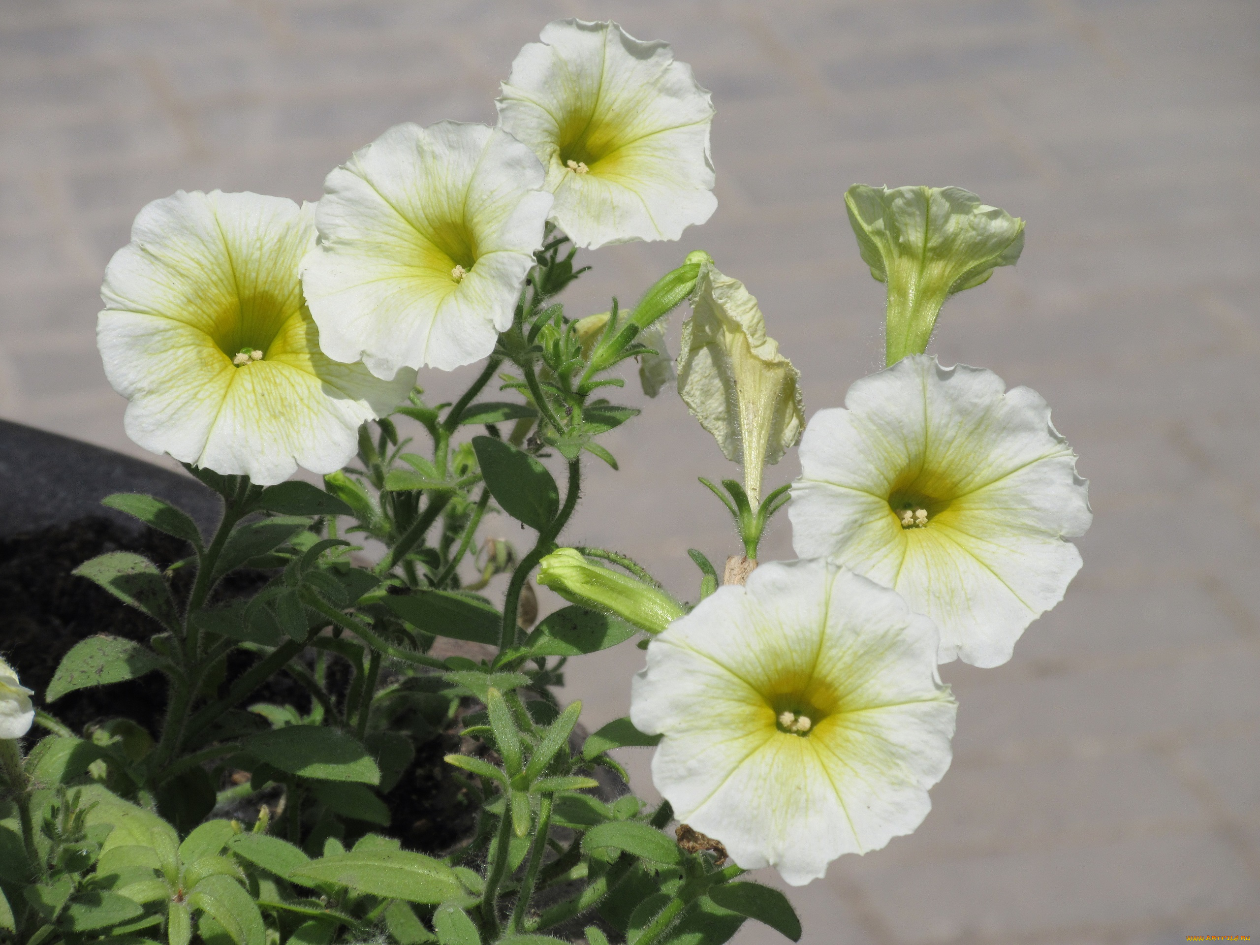 цветы, петунии, , калибрахоа, весна, 2018