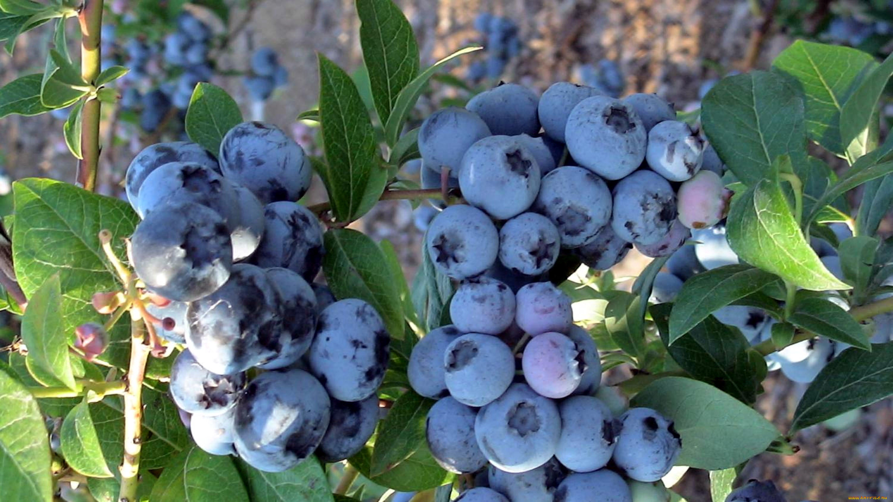 природа, Ягоды, голубика