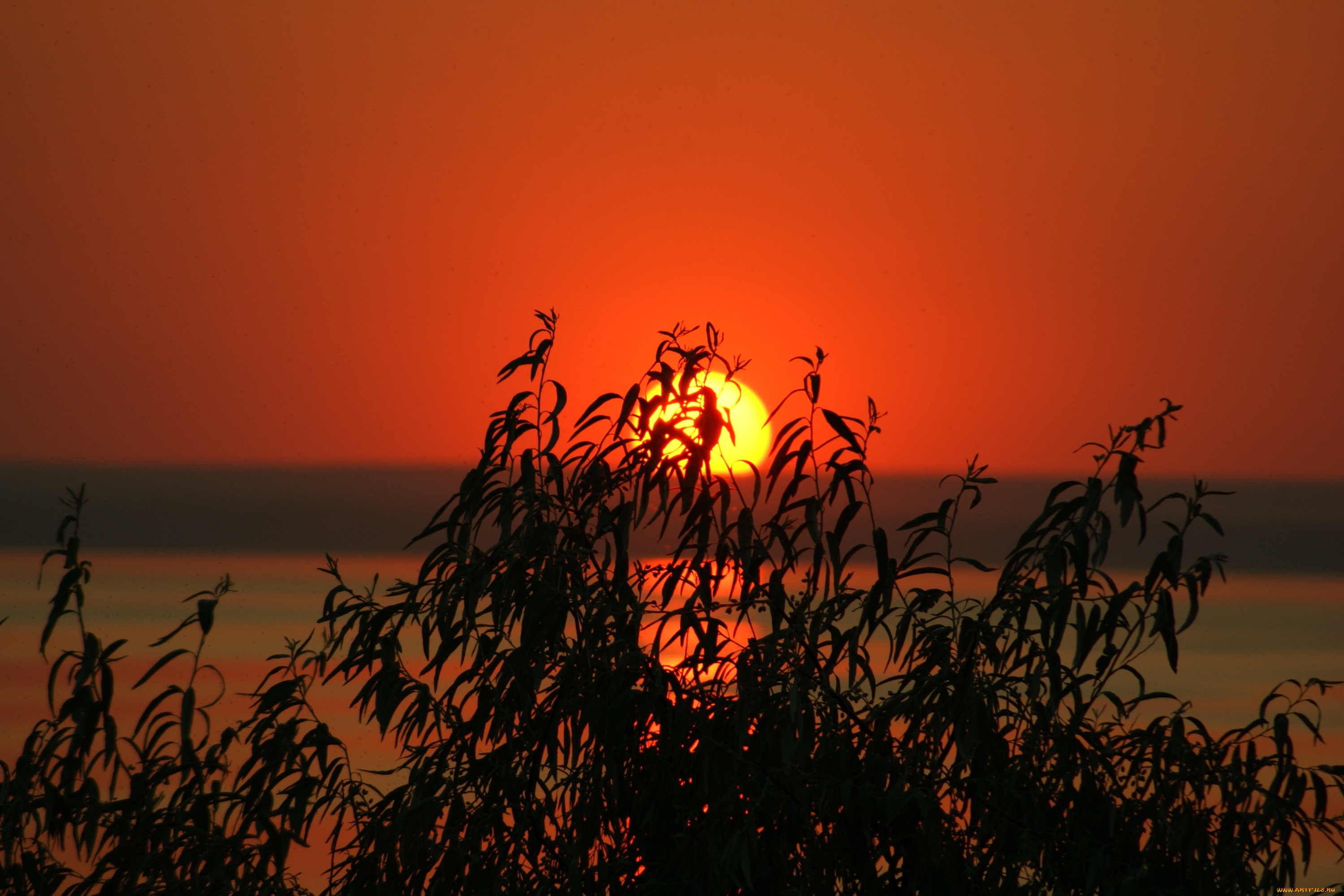 природа, восходы, закаты, закат, ветки