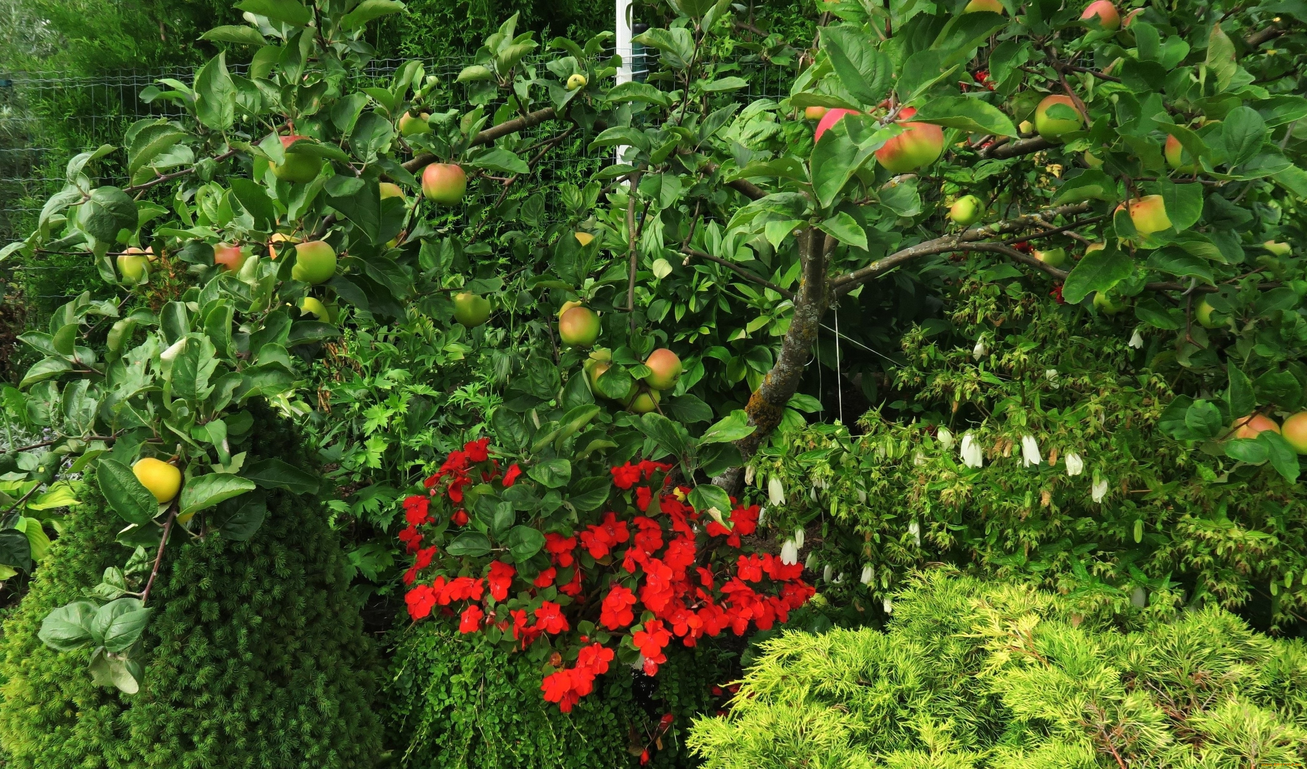 природа, плоды, яблоки, дерево