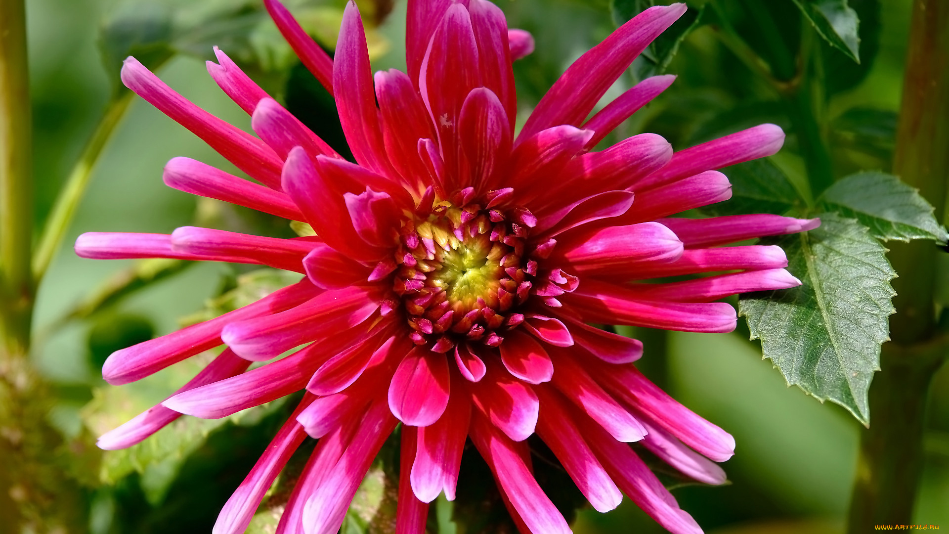 цветы, георгины, георгин, макро