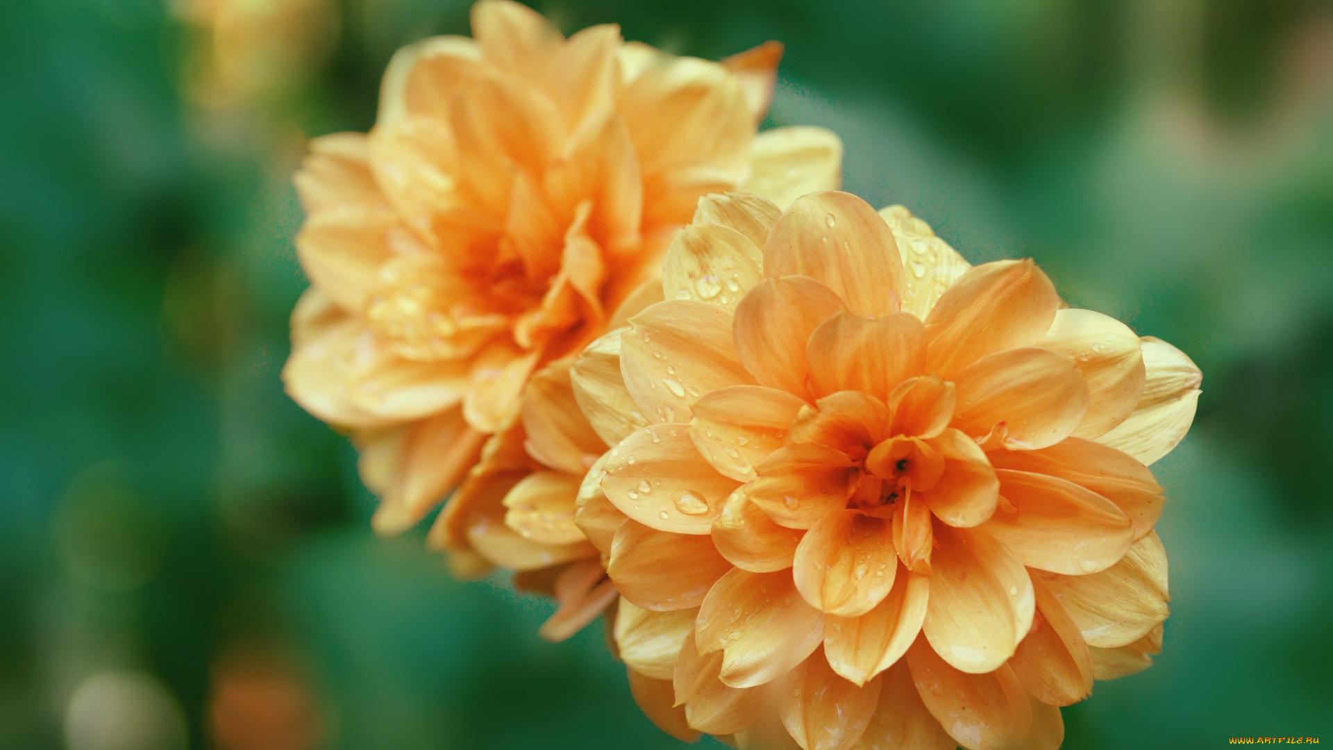 цветы, георгины, оранжевый, георгин, макро, капли