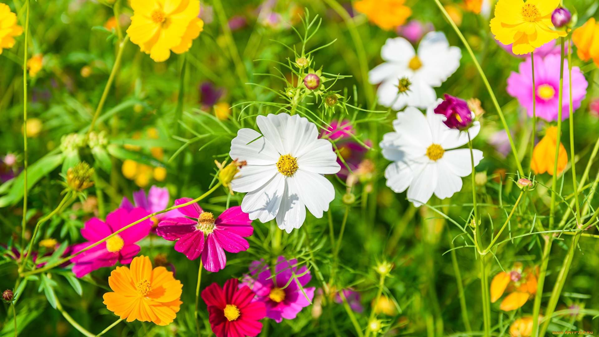 цветы, космея, разноцветная