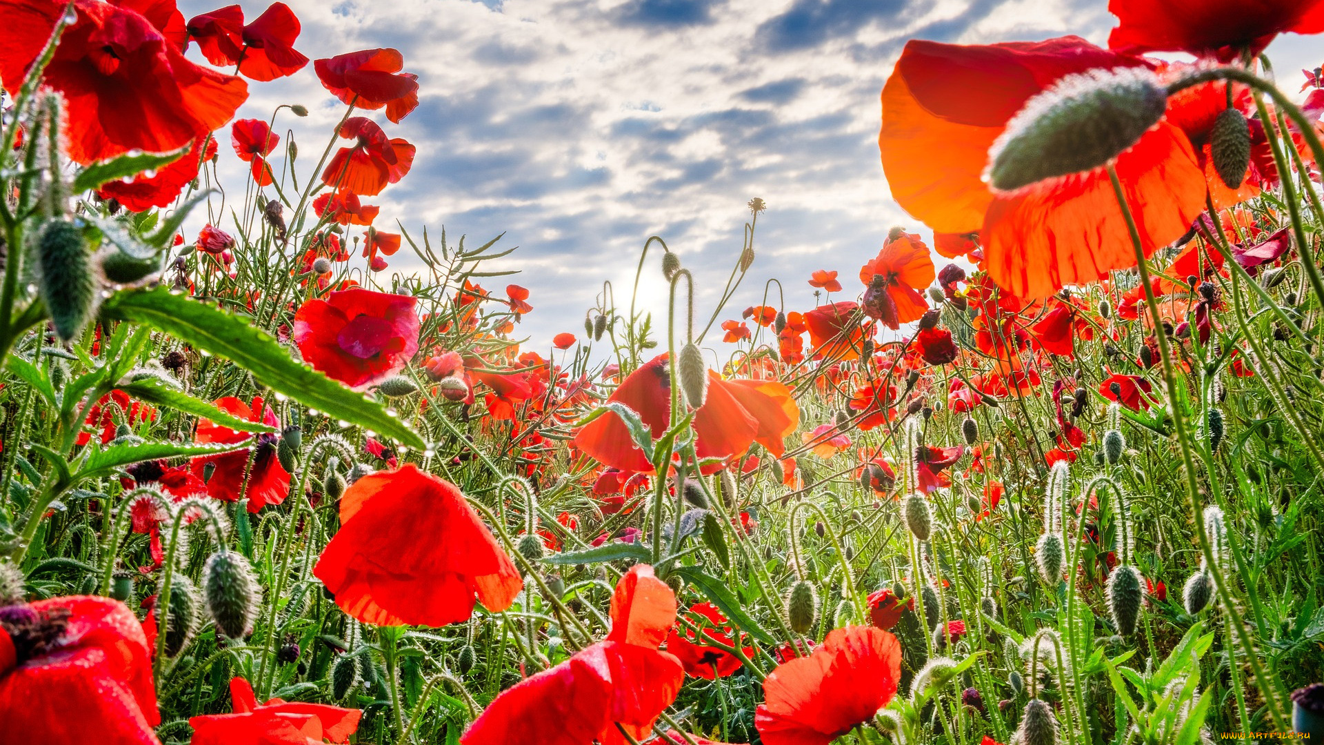 цветы, маки, луг, алые