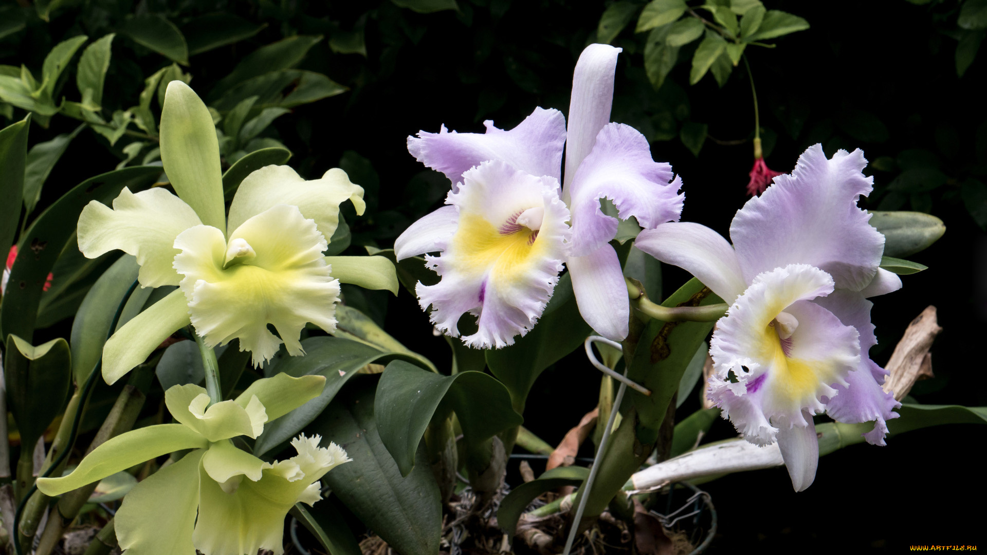 цветы, орхидеи, экзотика