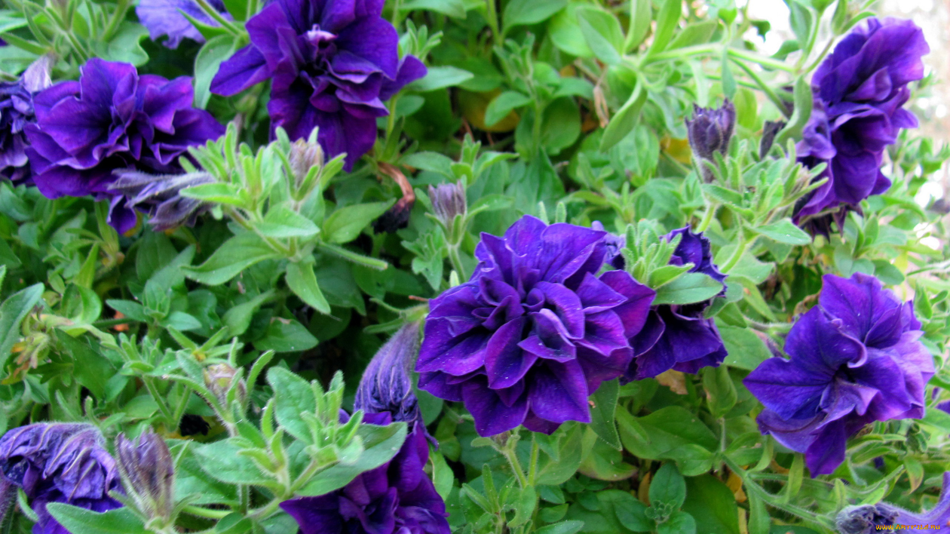 цветы, петунии, , калибрахоа, лиловая, петуния