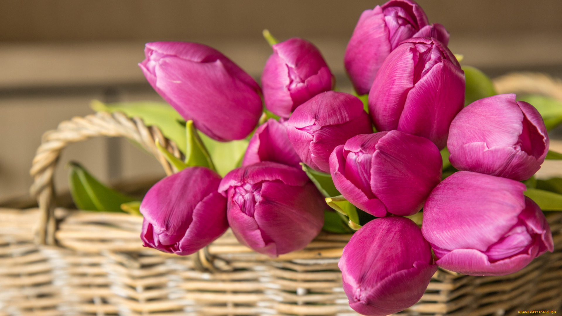 цветы, тюльпаны, корзинка, розовые, бутоны