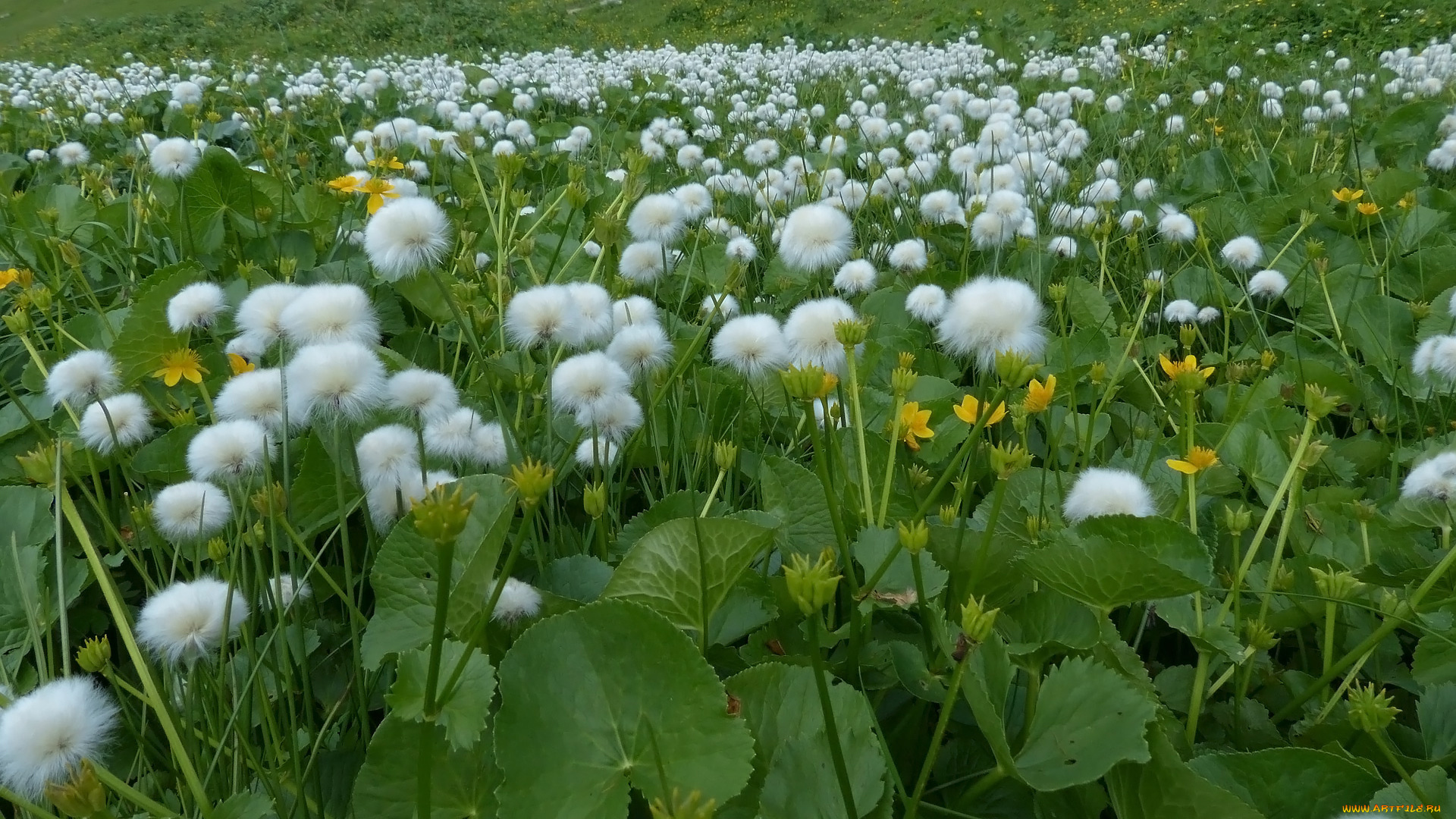 пушица, шейхцера, цветы, луговые, , полевые, , цветы, пушица, шейхцера