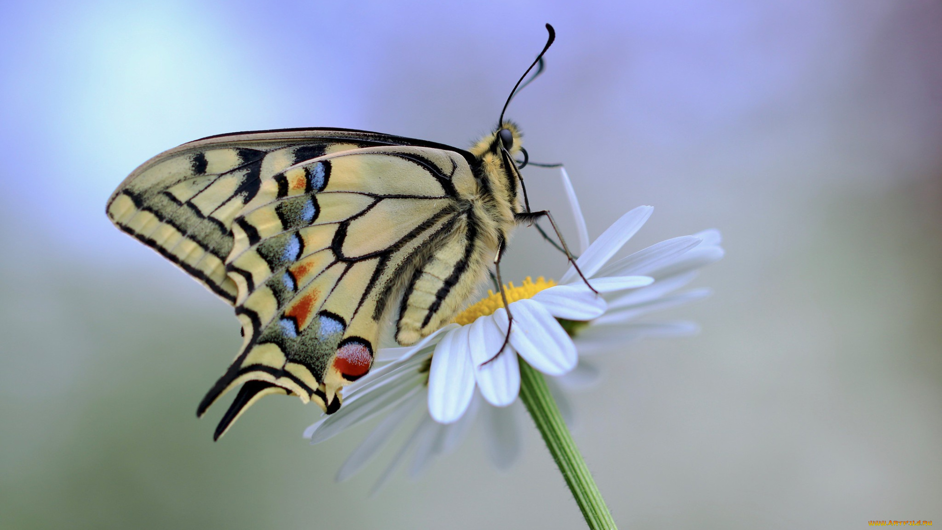 животные, бабочки, , мотыльки, , моли, цветок, бабочка, боке, махаон