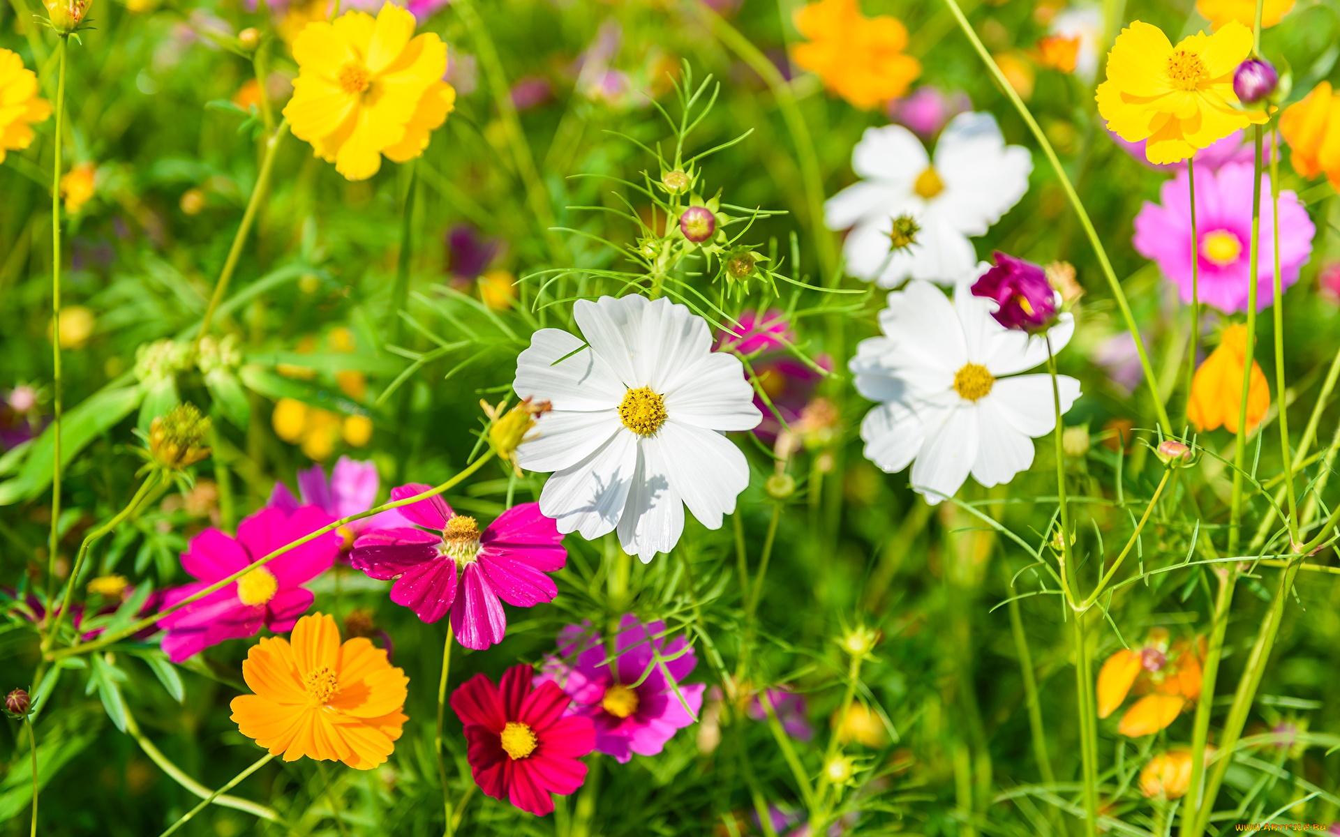 цветы, космея, разноцветная