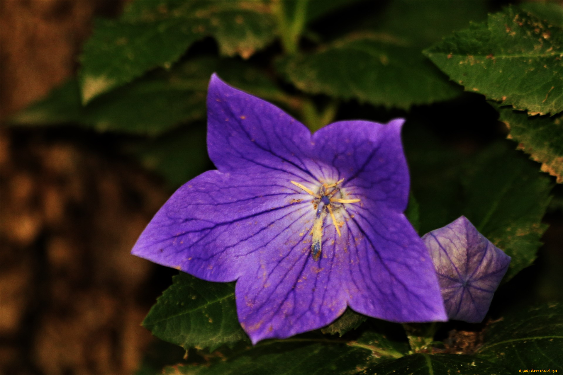 цветы, колокольчики, колокольчик, макро