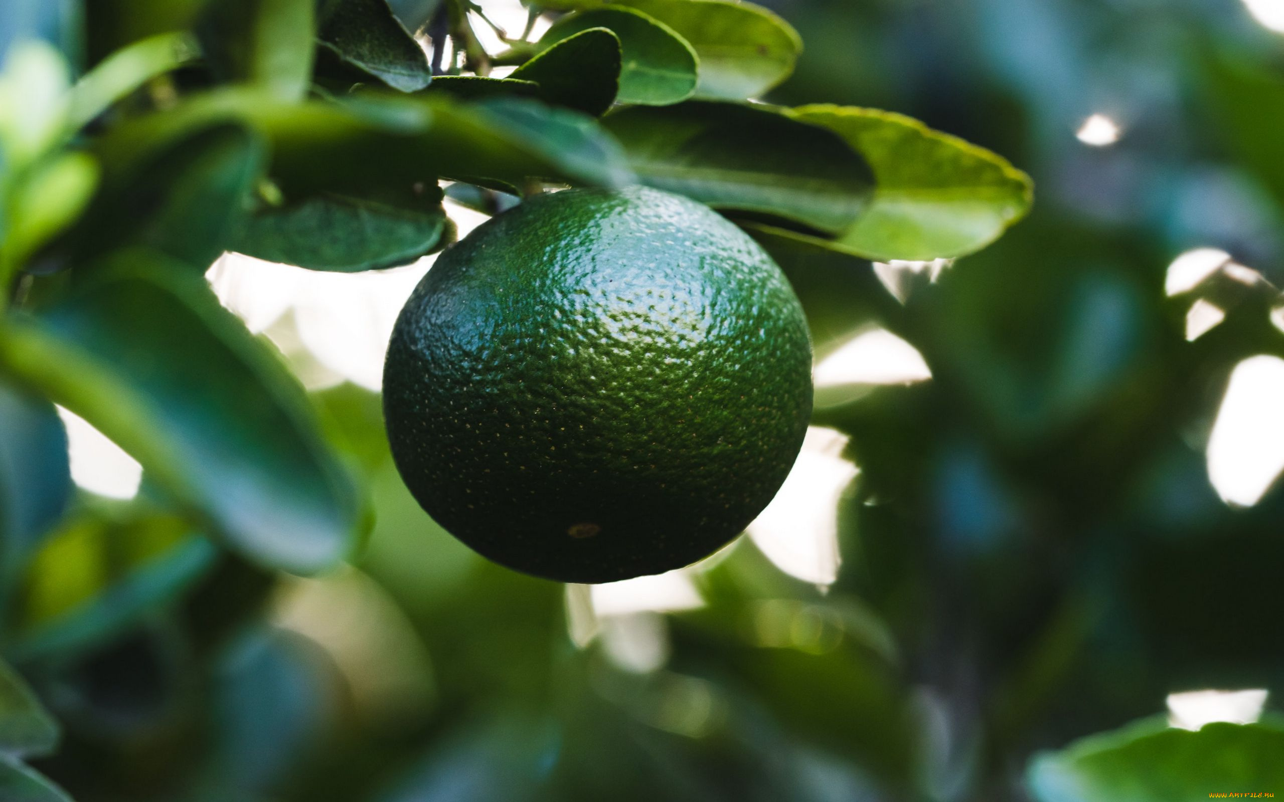 природа, плоды, лайм