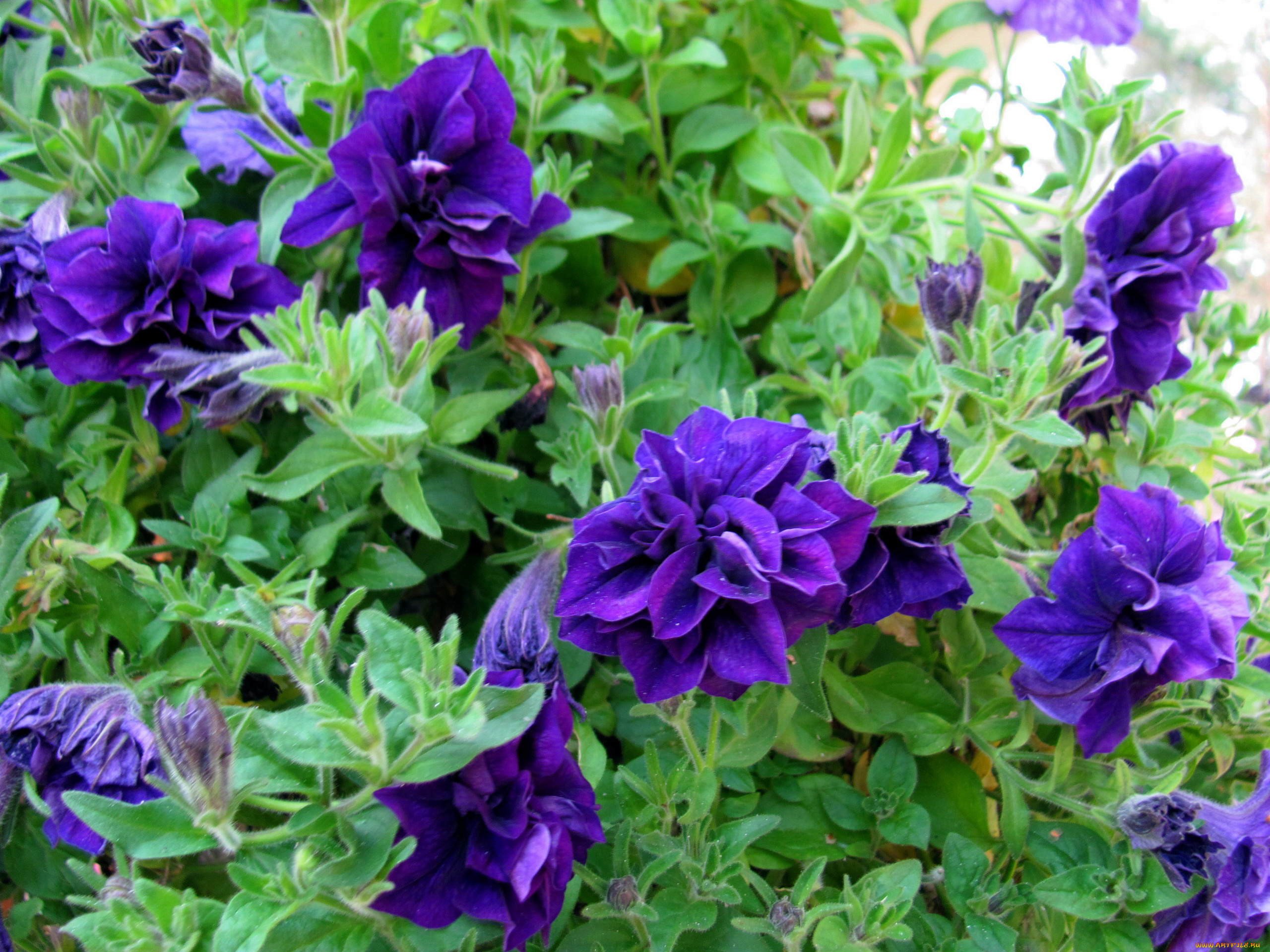 цветы, петунии, , калибрахоа, лиловая, петуния