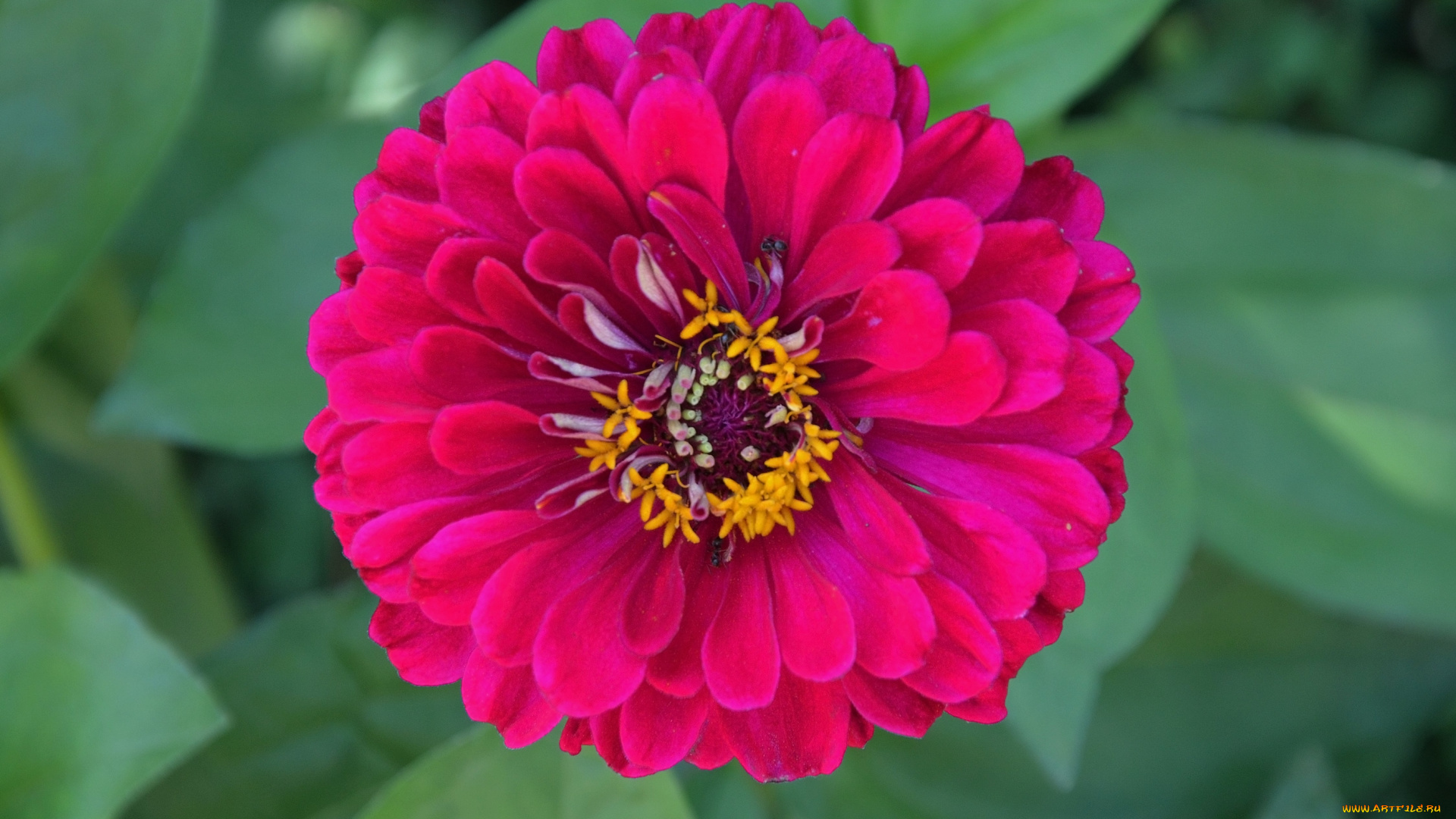 цинния, цветы, цветок